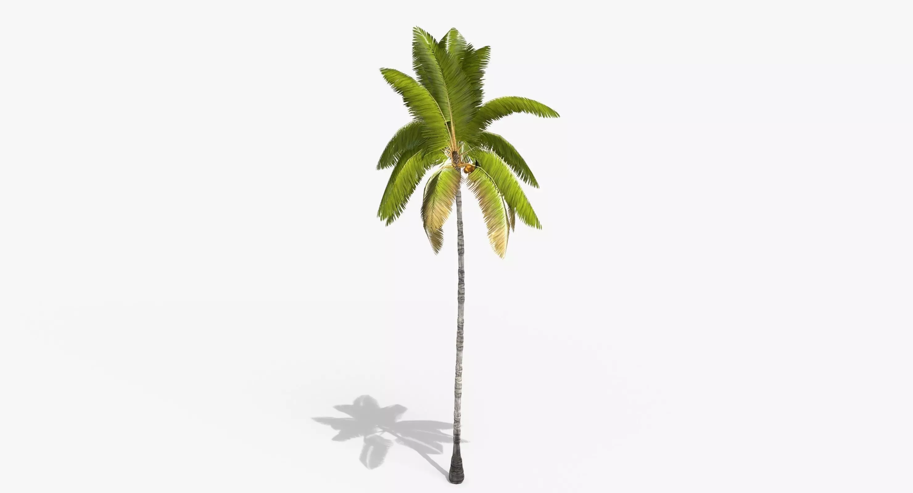 Coconut Palm Tree 3698-2 Low-poly 3D model_0