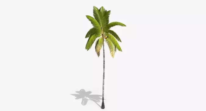 Coconut Palm Tree 3698-2 Low-poly 3D model