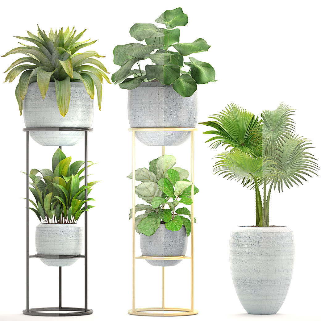 Collection plants palm tree in pot 3D model_4