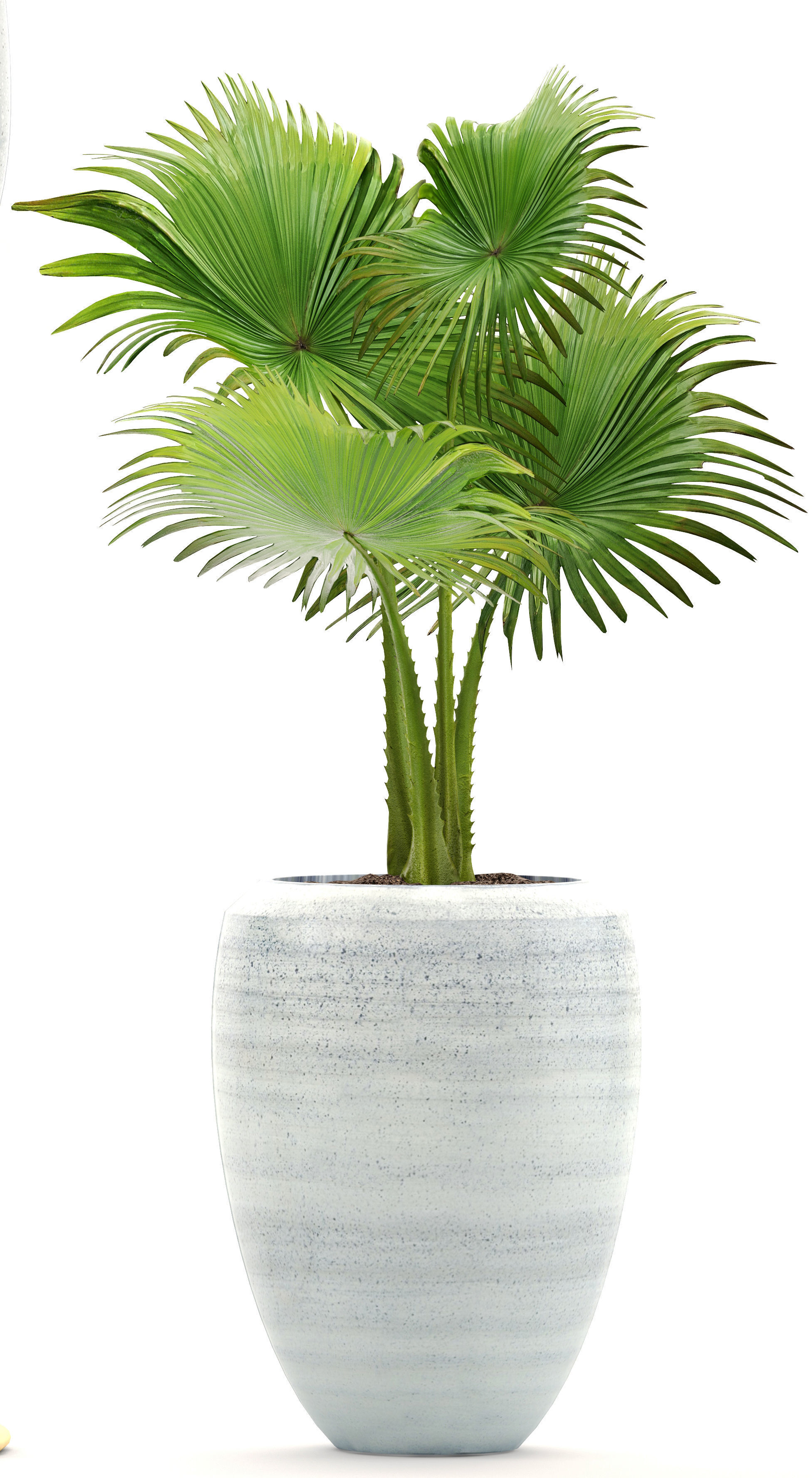 Collection plants palm tree in pot 3D model_1