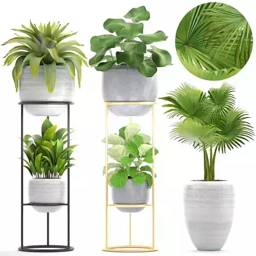 Collection plants palm tree in pot