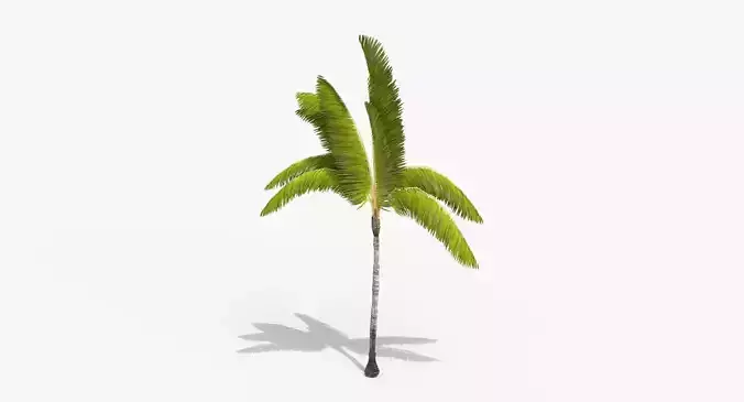 Coconut Palm Tree 3698-3 Free low-poly 3D model