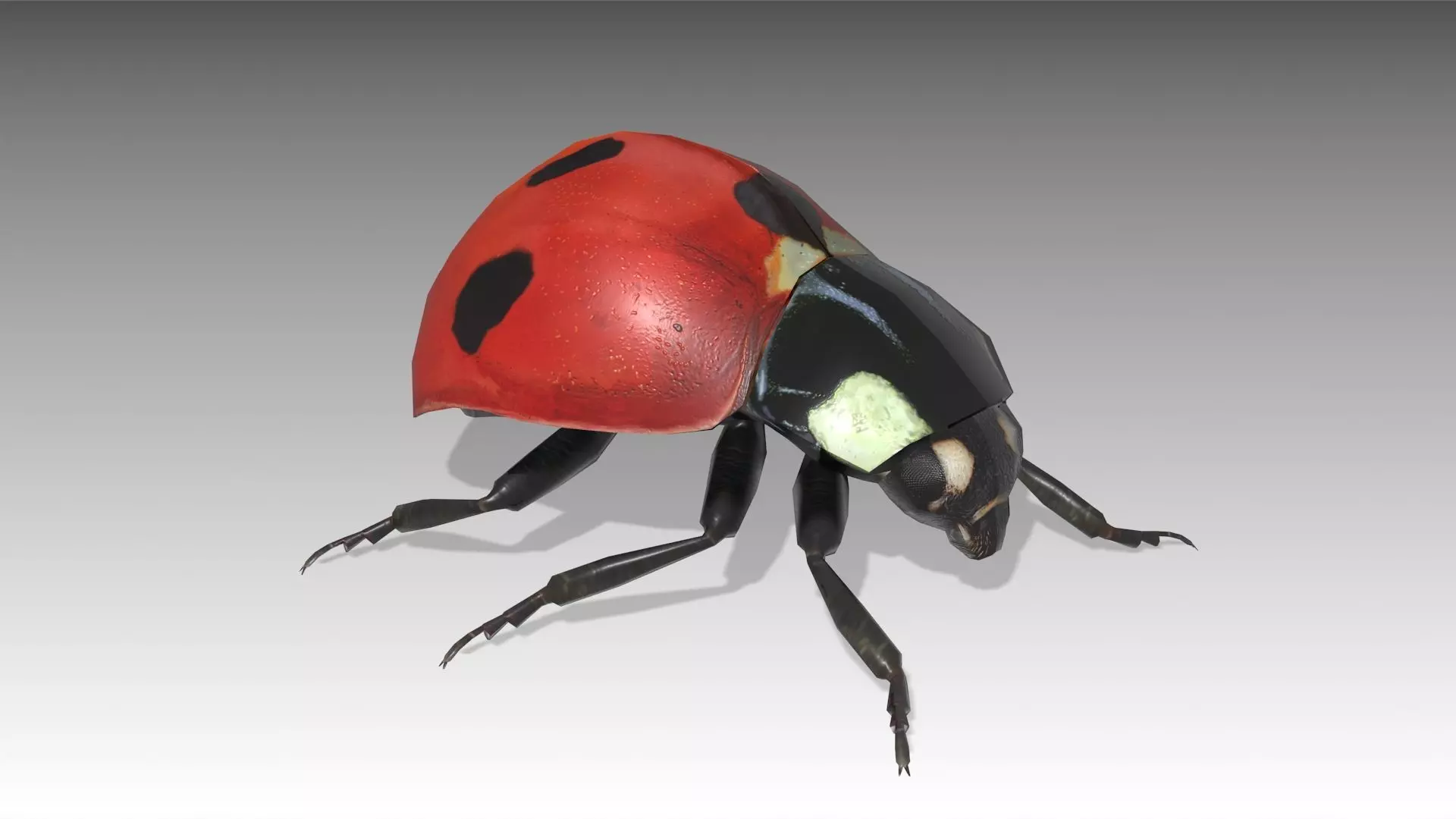 Ladybug Animated Low-poly 3D model_0