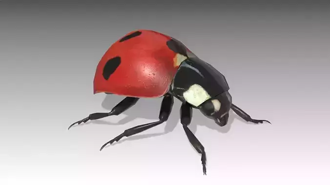 Ladybug Animated Low-poly 3D model