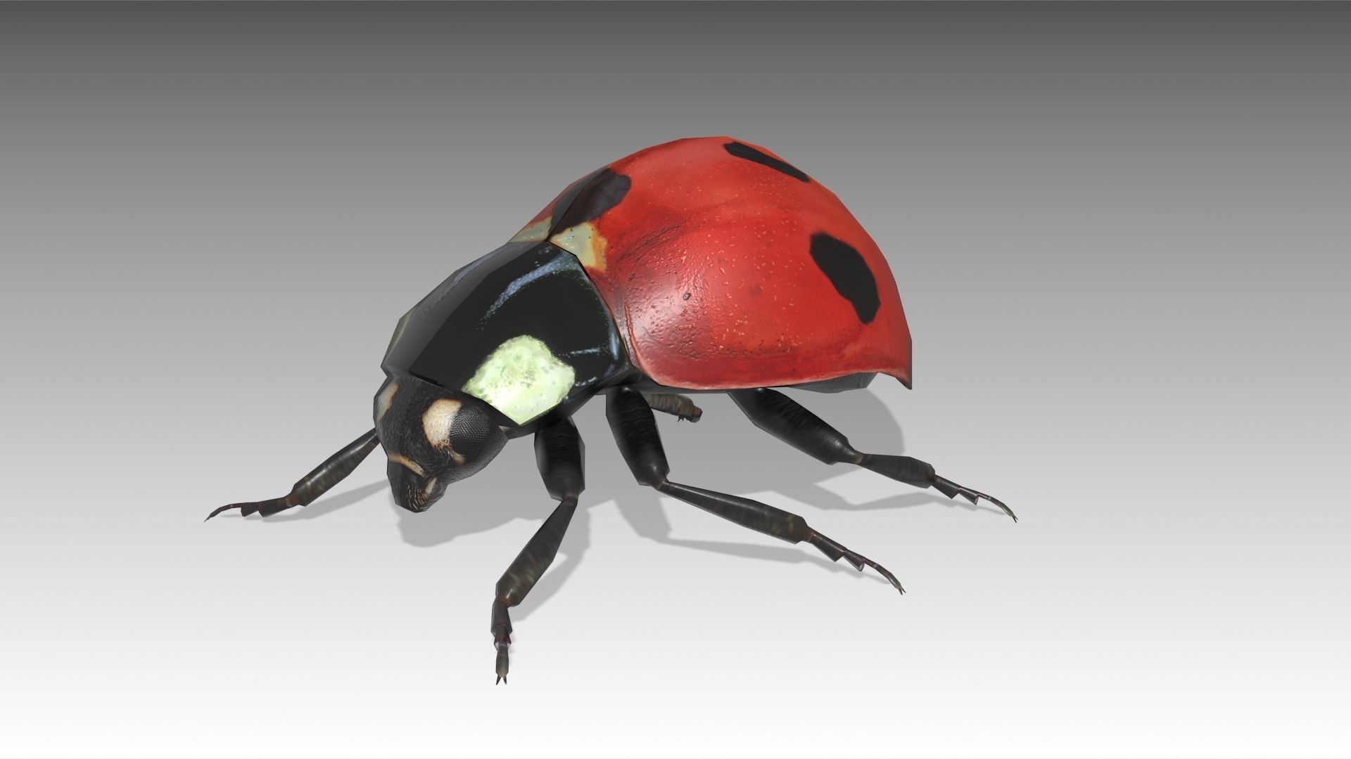 Ladybug Animated Low-poly 3D model_4
