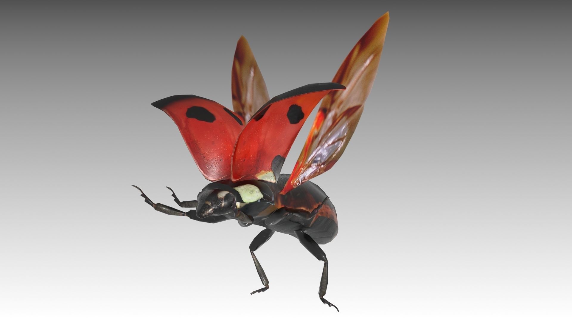 Ladybug Animated Low-poly 3D model_3