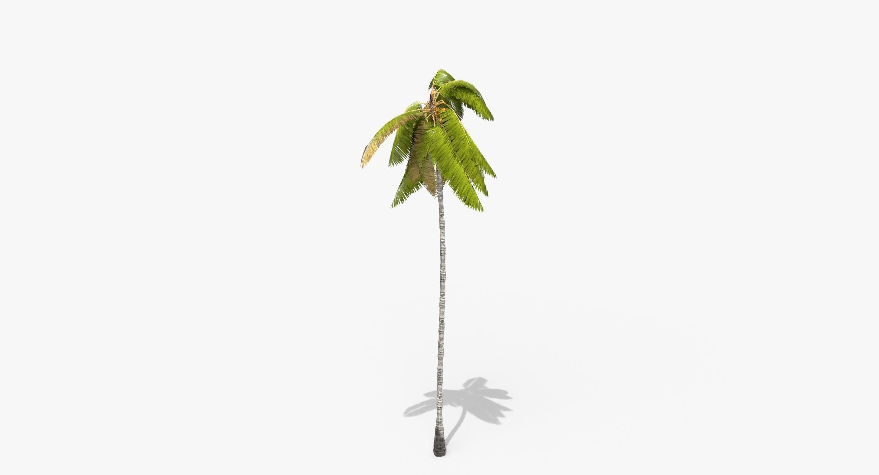 Coconut Palm Tree 3698-4 Low-poly 3D model_1