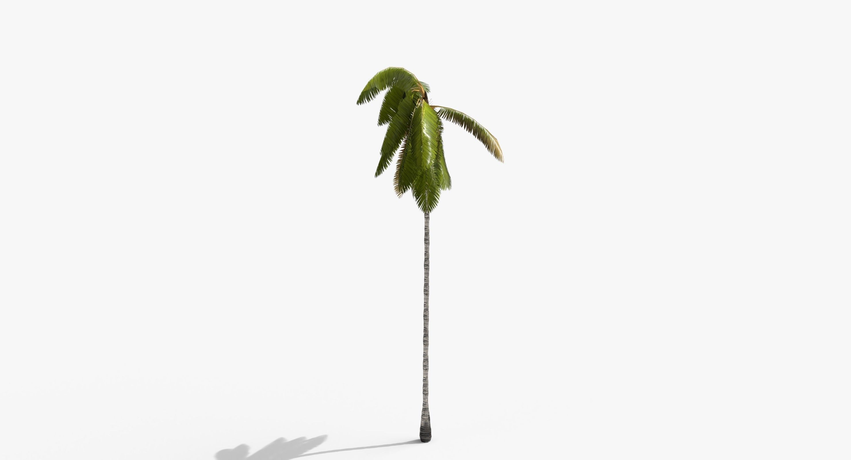 Coconut Palm Tree 3698-4 Low-poly 3D model_7