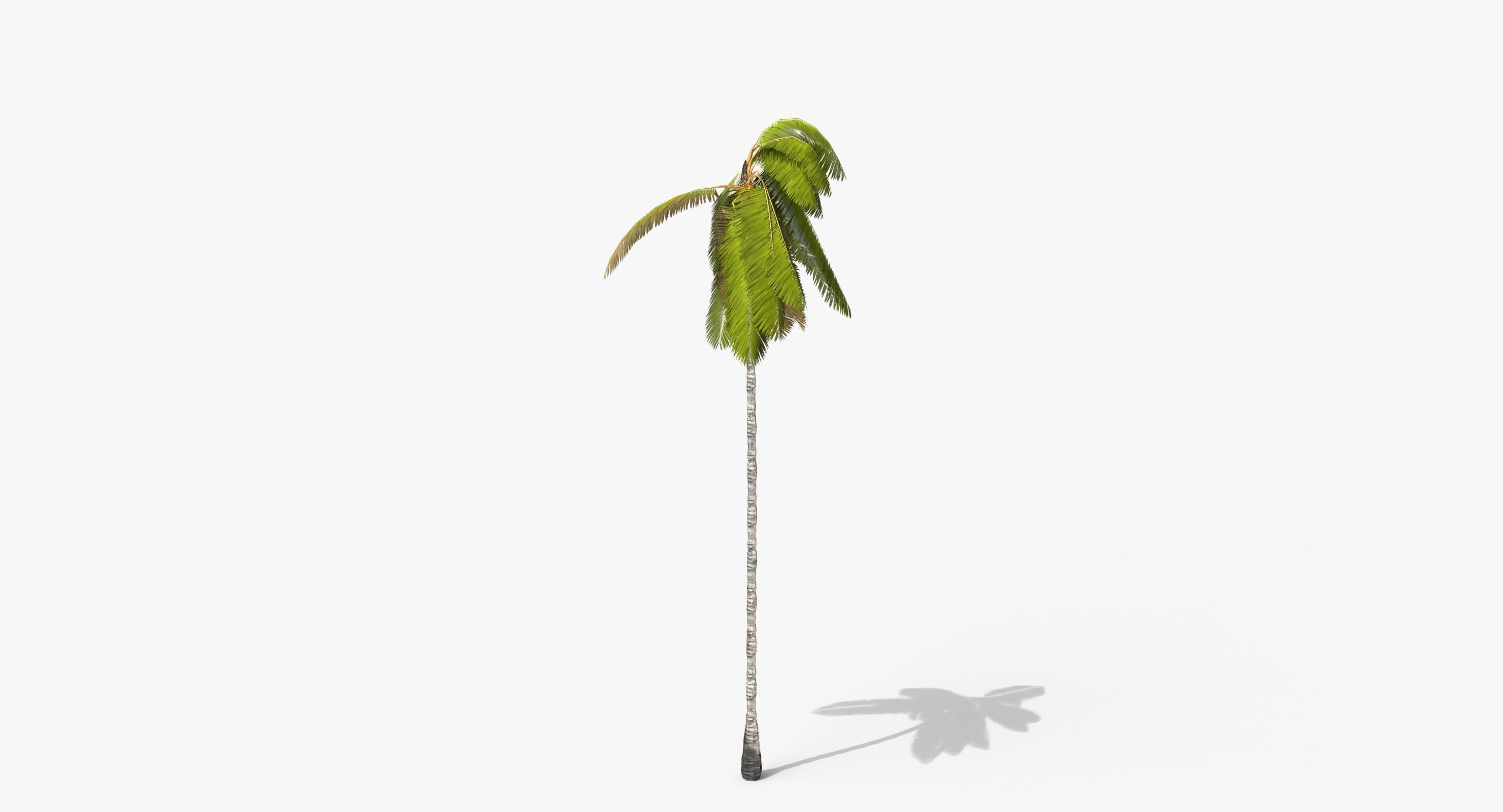 Coconut Palm Tree 3698-4 Low-poly 3D model_2