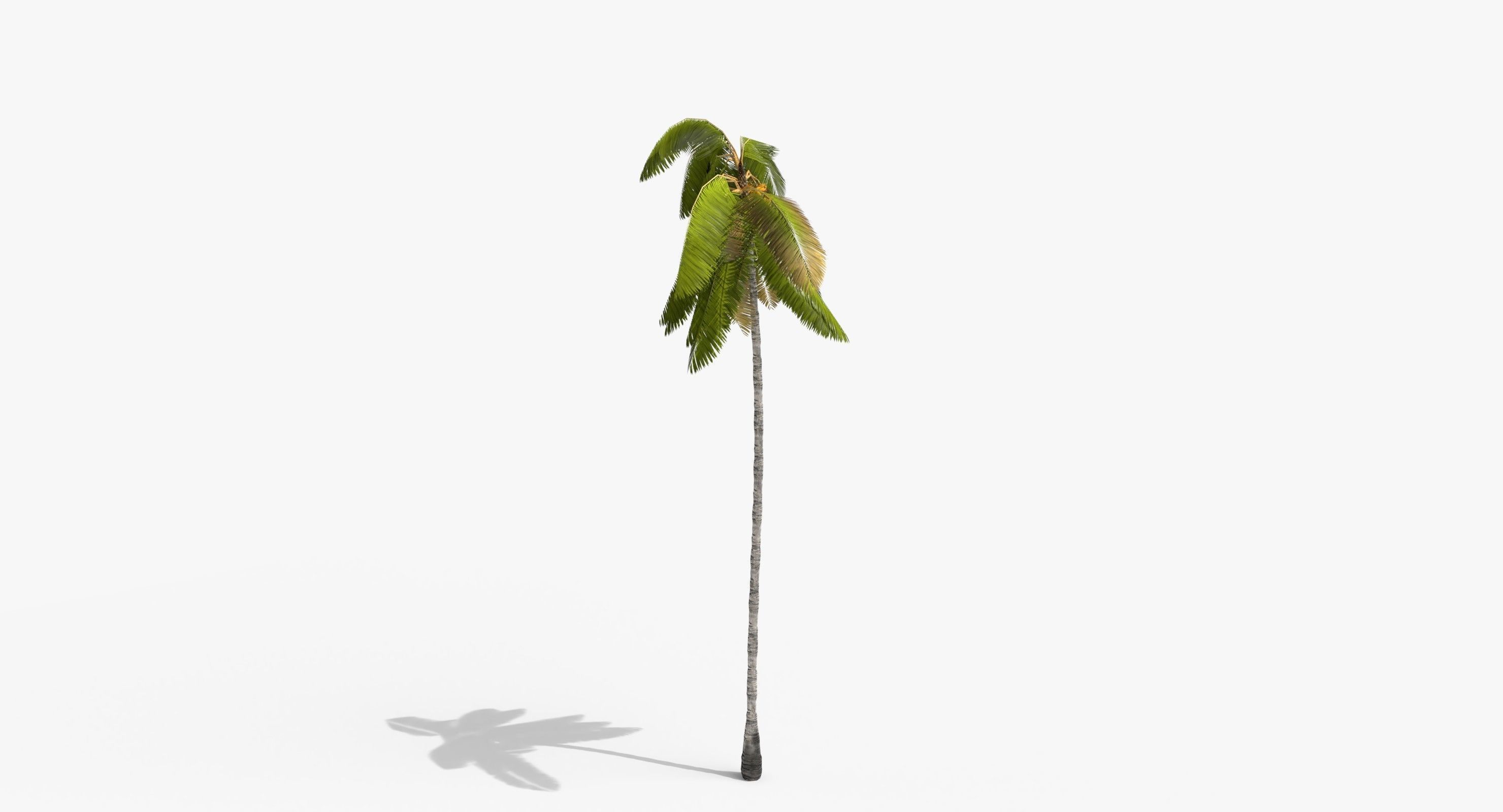 Coconut Palm Tree 3698-4 Low-poly 3D model_8
