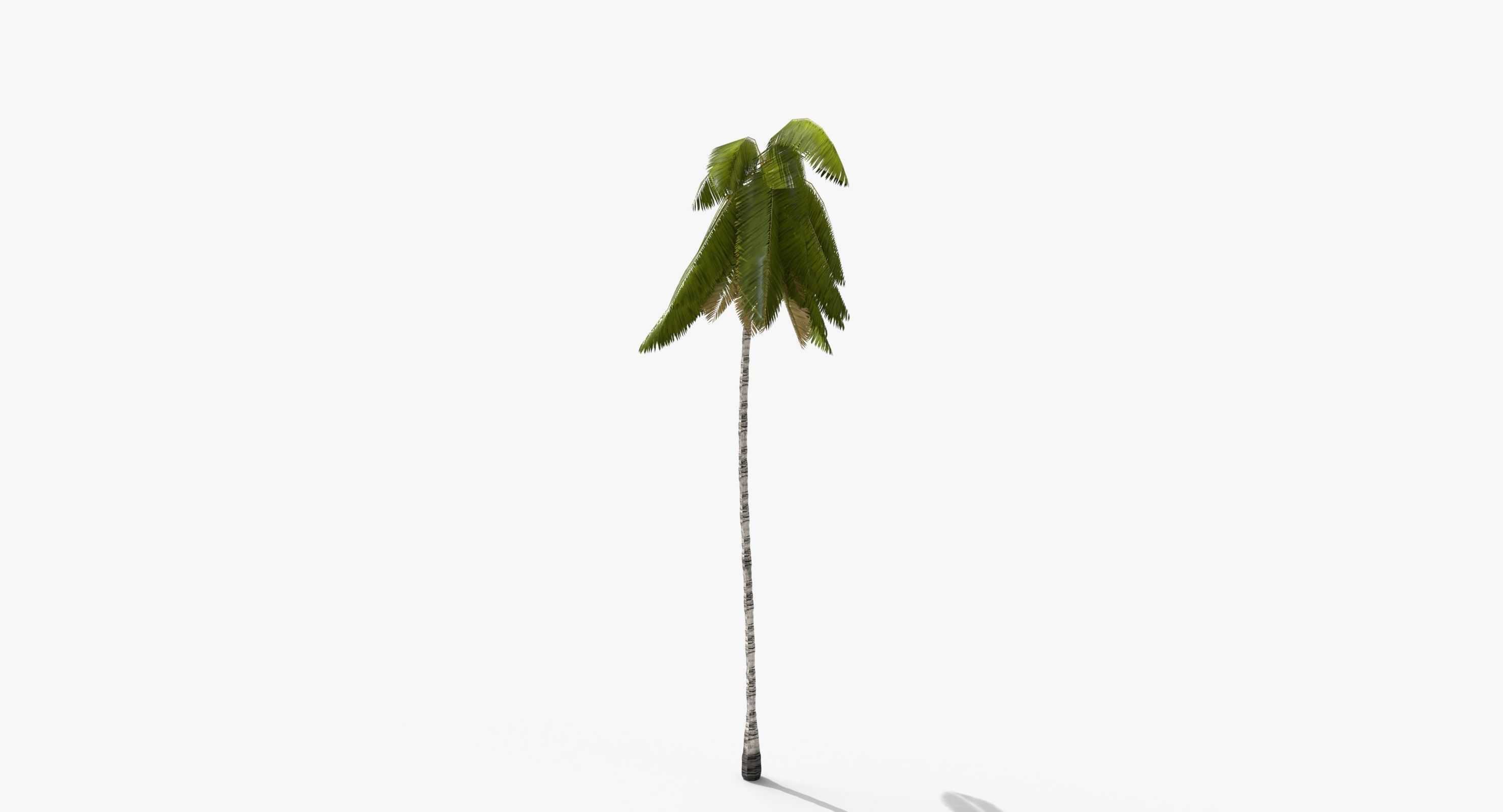 Coconut Palm Tree 3698-4 Low-poly 3D model_4