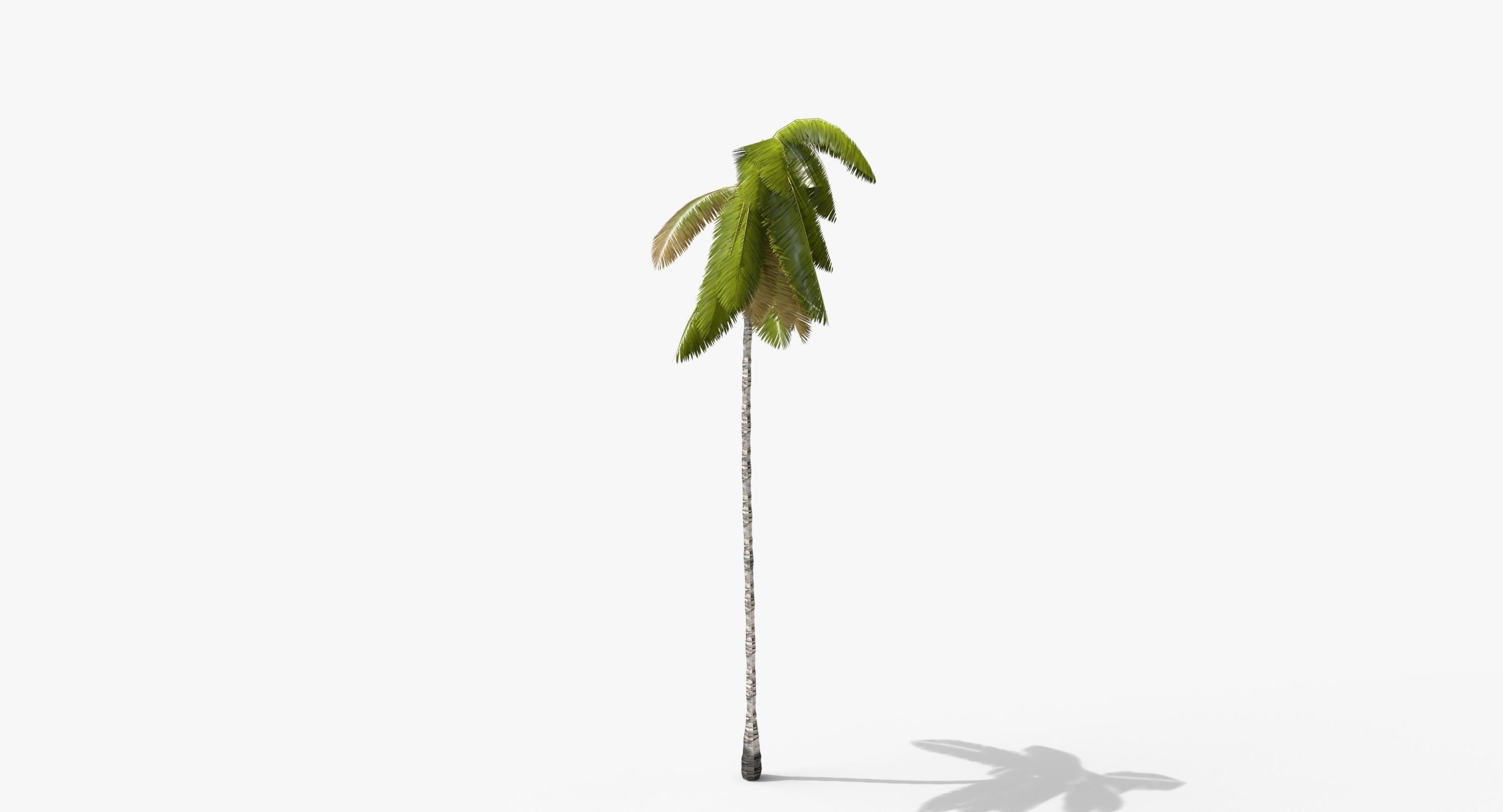 Coconut Palm Tree 3698-4 Low-poly 3D model_3