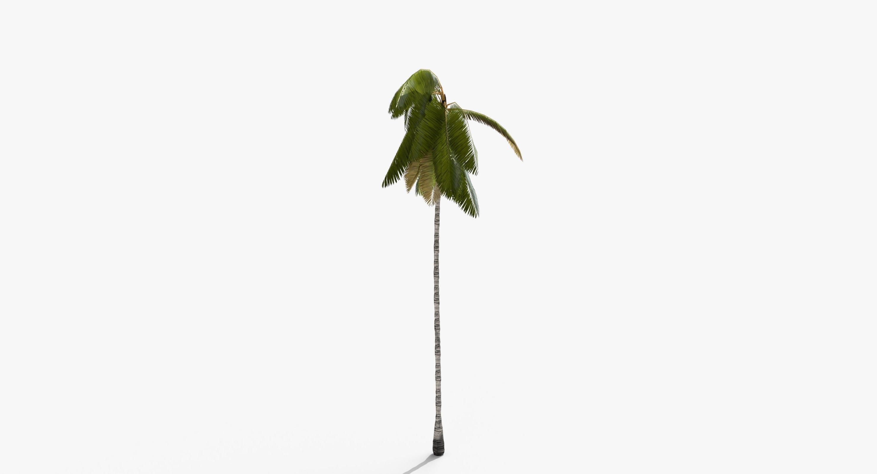 Coconut Palm Tree 3698-4 Low-poly 3D model_6