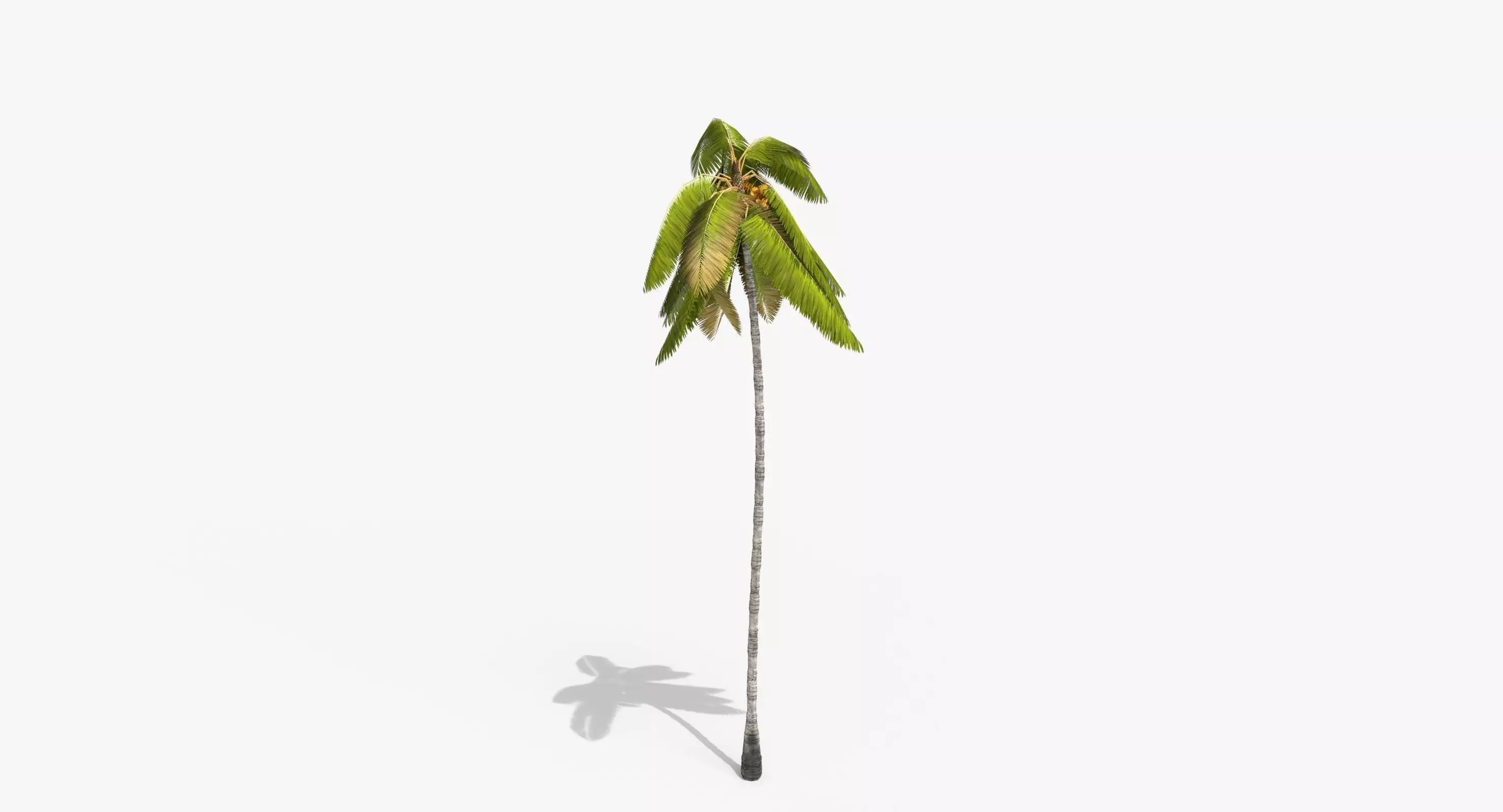 Coconut Palm Tree 3698-4 Low-poly 3D model_0