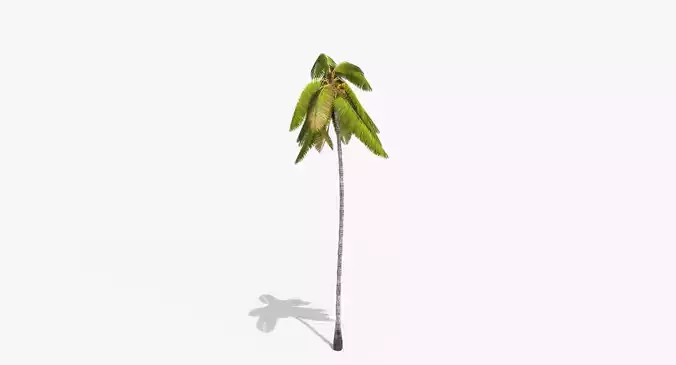 Coconut Palm Tree 3698-4 Low-poly 3D model