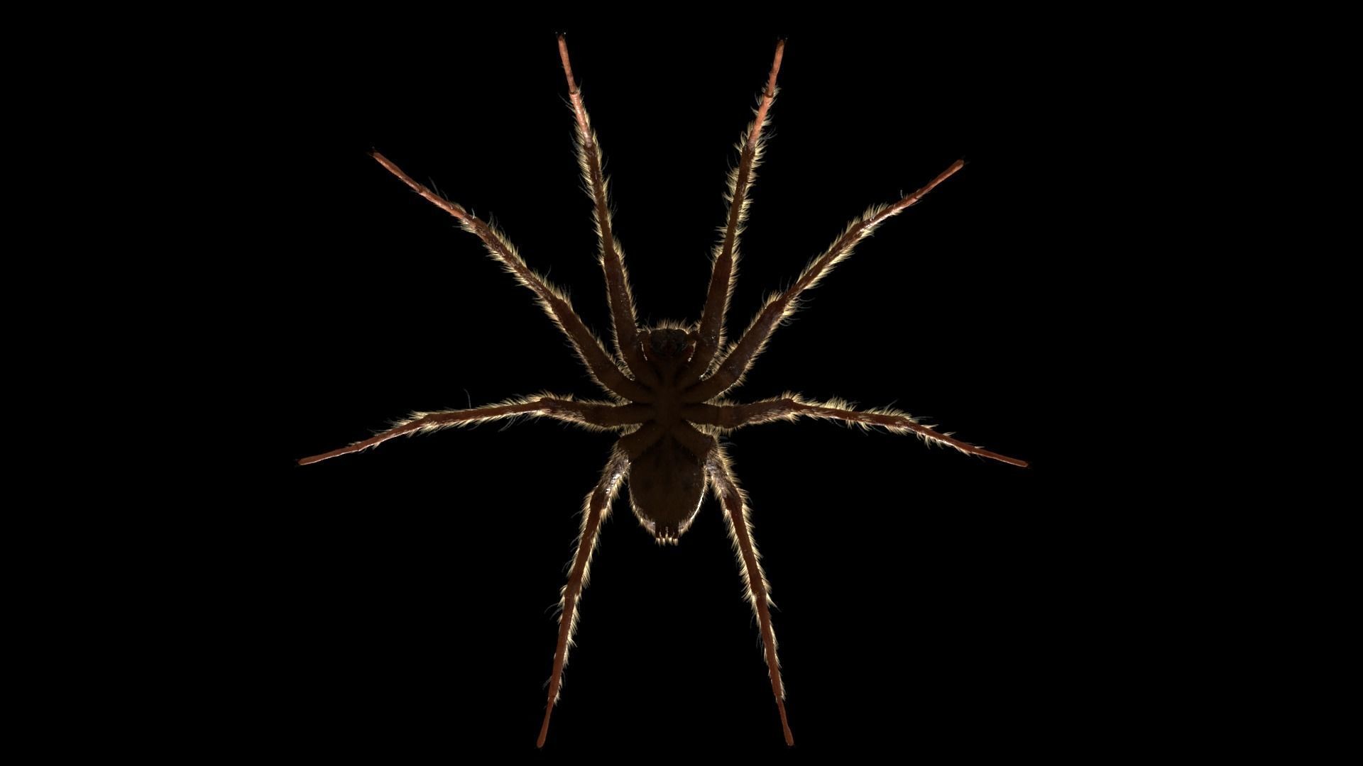 Domestic Spider - Tegenaria Domestica  Low-poly 3D model_3