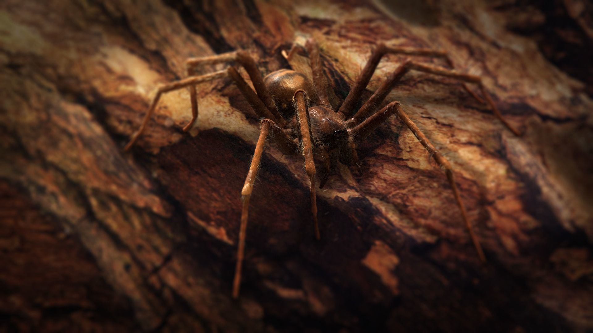 Domestic Spider - Tegenaria Domestica  Low-poly 3D model_15
