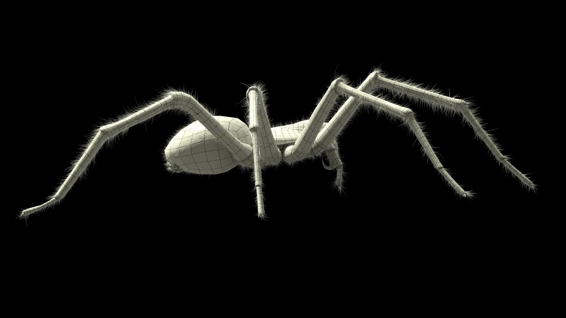 Domestic Spider - Tegenaria Domestica  Low-poly 3D model_7