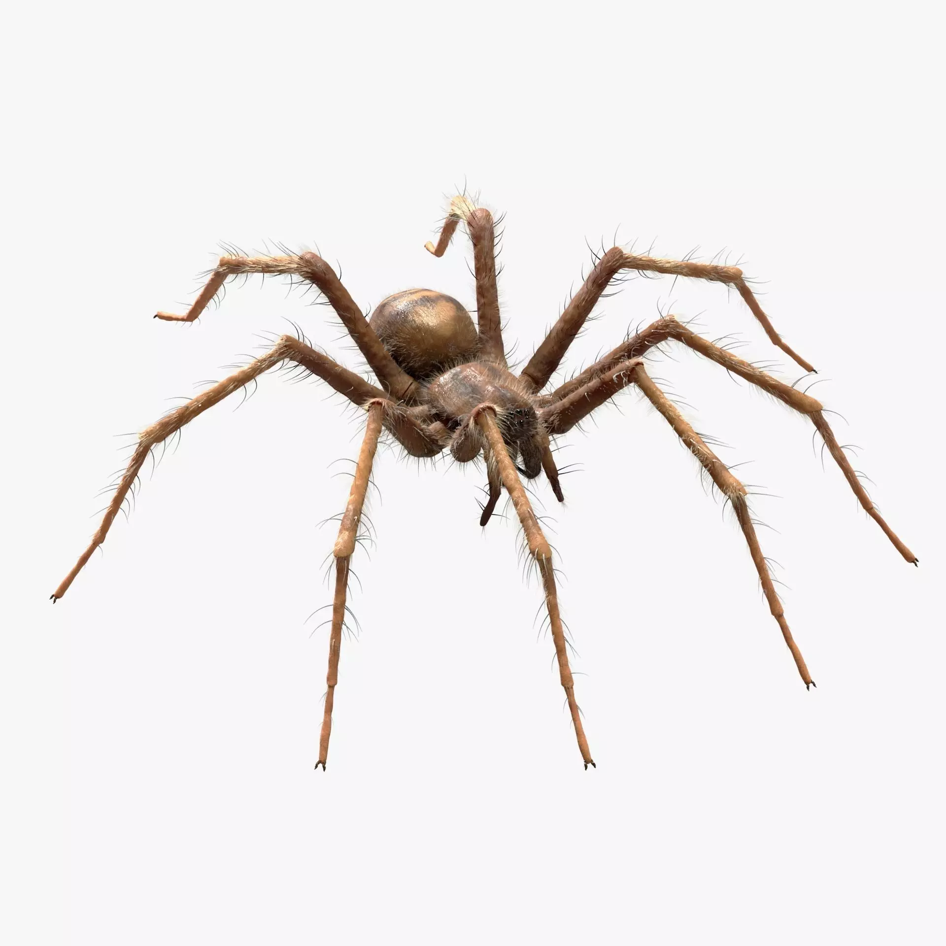 Domestic Spider - Tegenaria Domestica  Low-poly 3D model_0