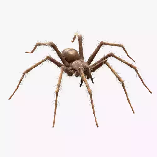 Domestic Spider - Tegenaria Domestica  Low-poly 3D model