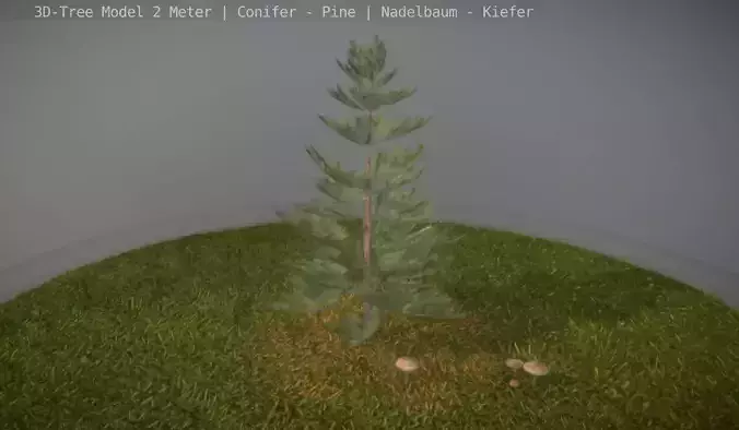 Pine  Conifer - Tree 2 Meter