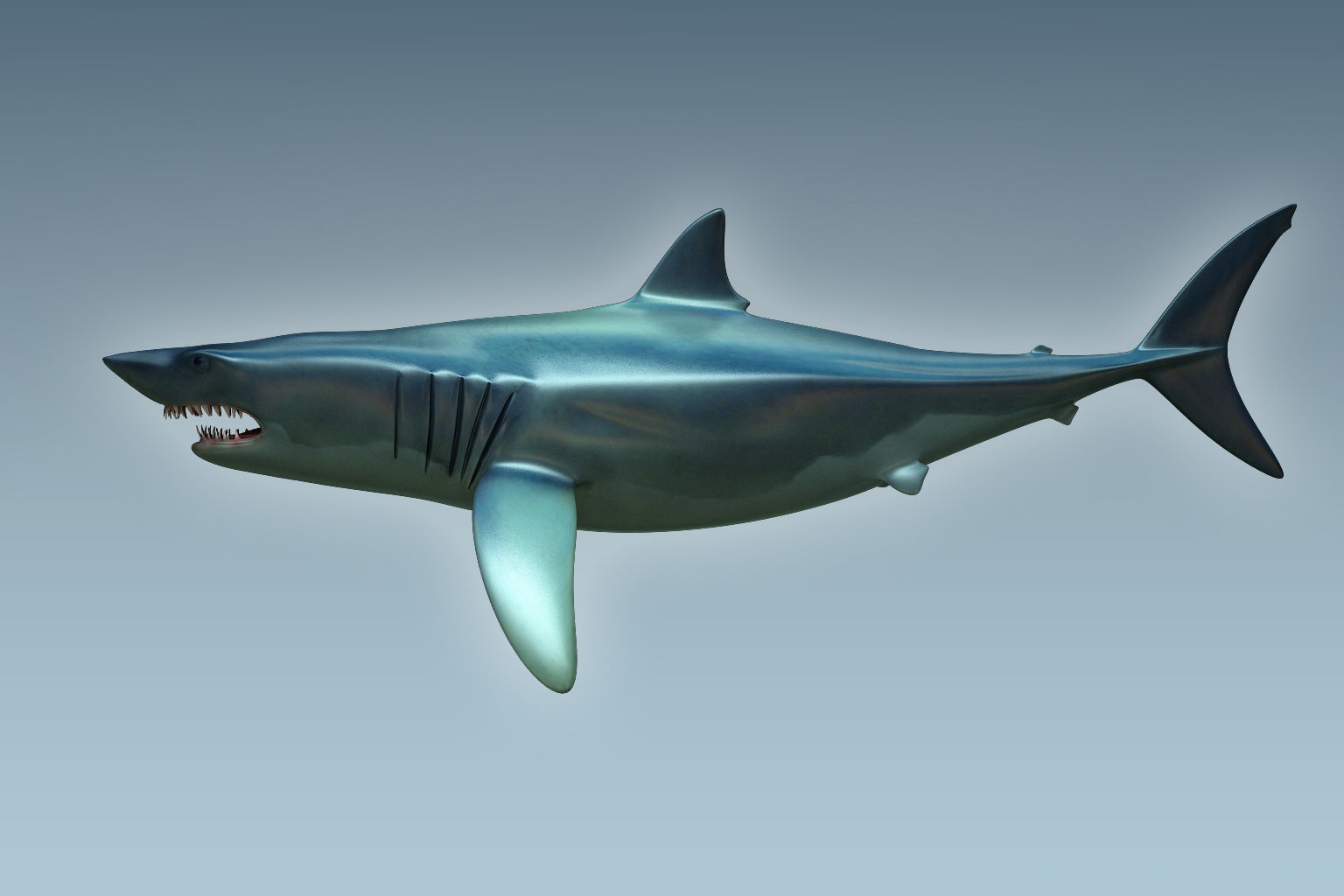 Shark dolphin 3D model_1