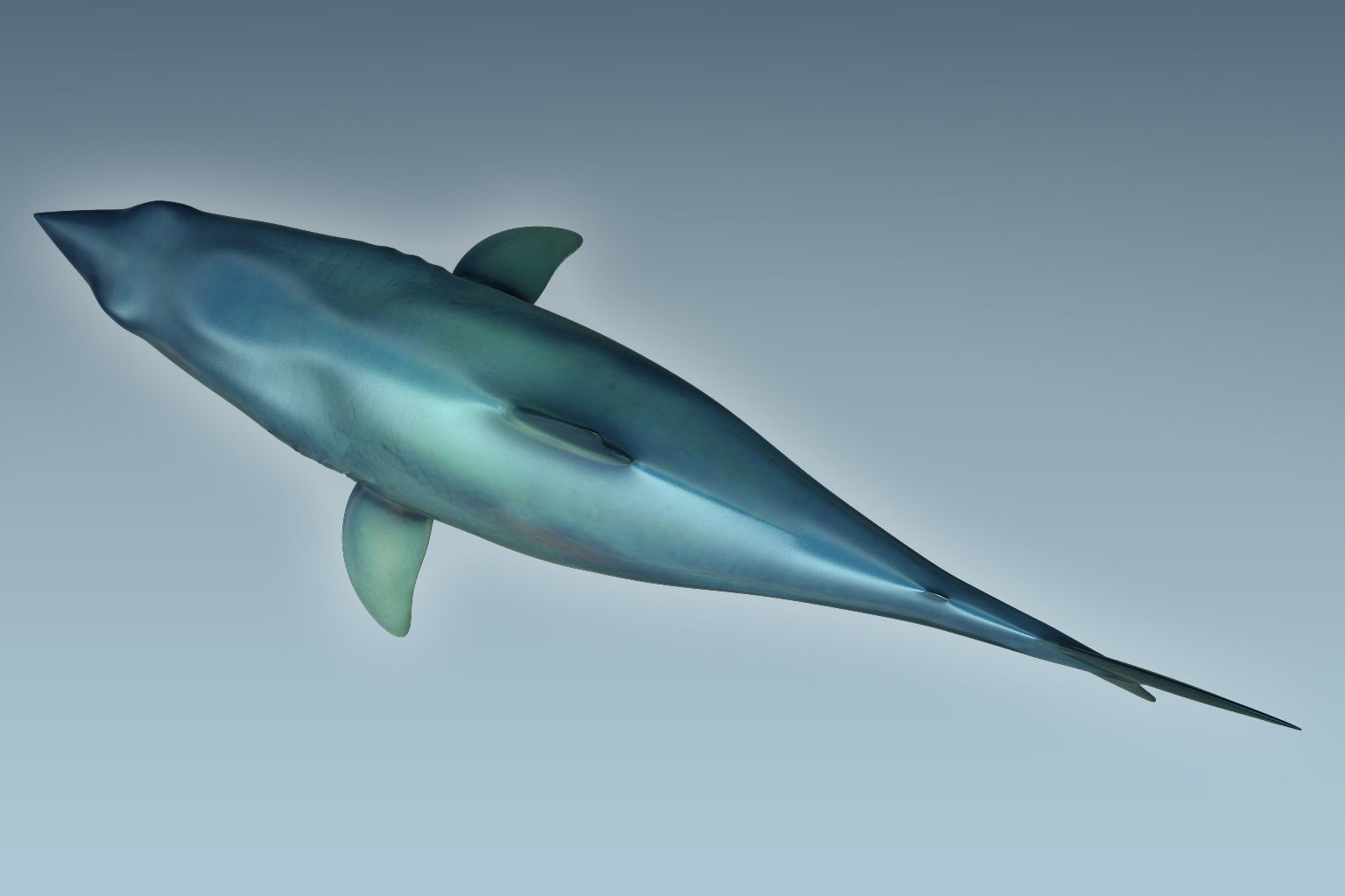 Shark dolphin 3D model_5