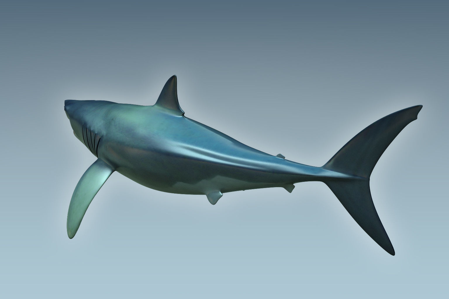Shark dolphin 3D model_7