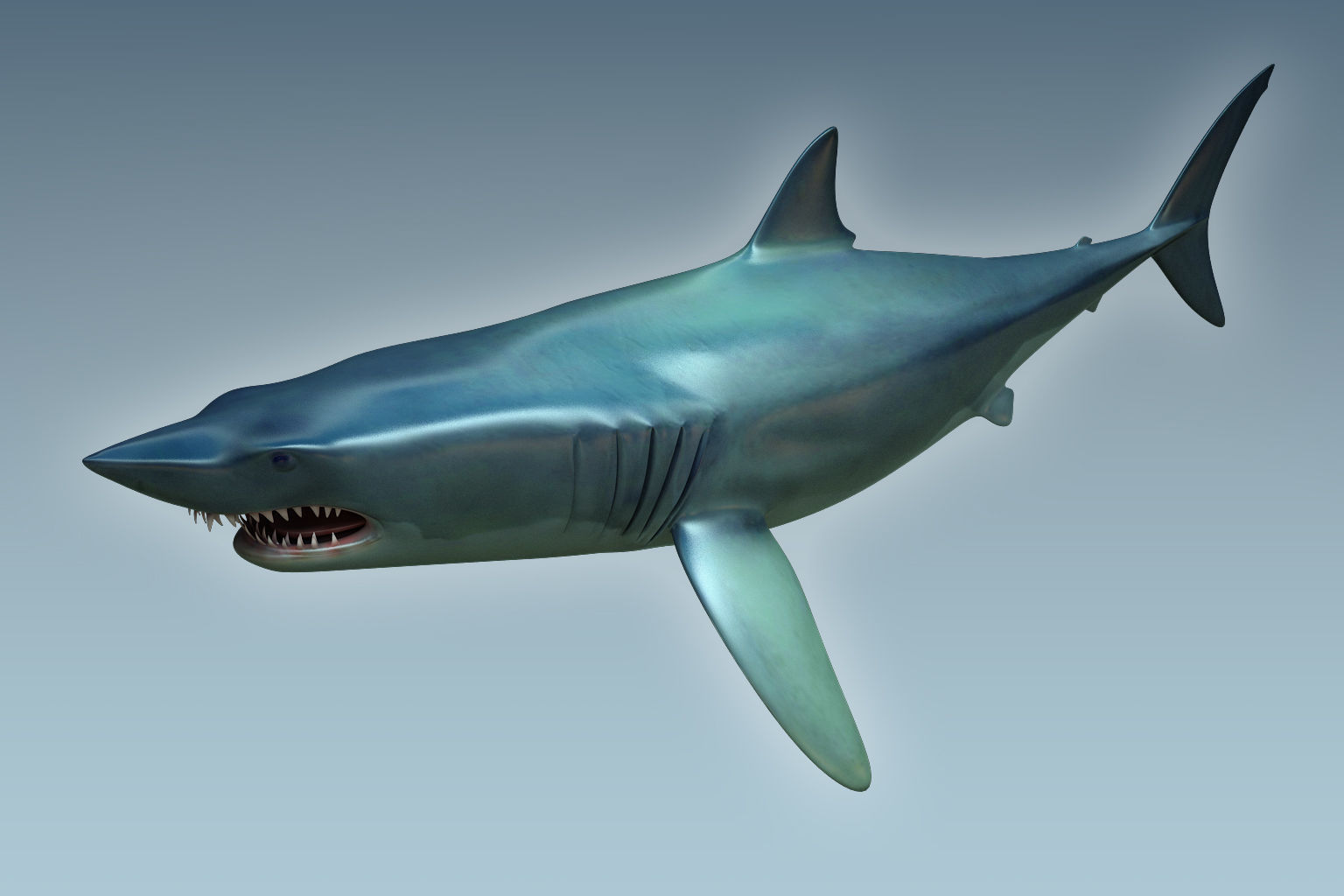 Shark dolphin 3D model_2
