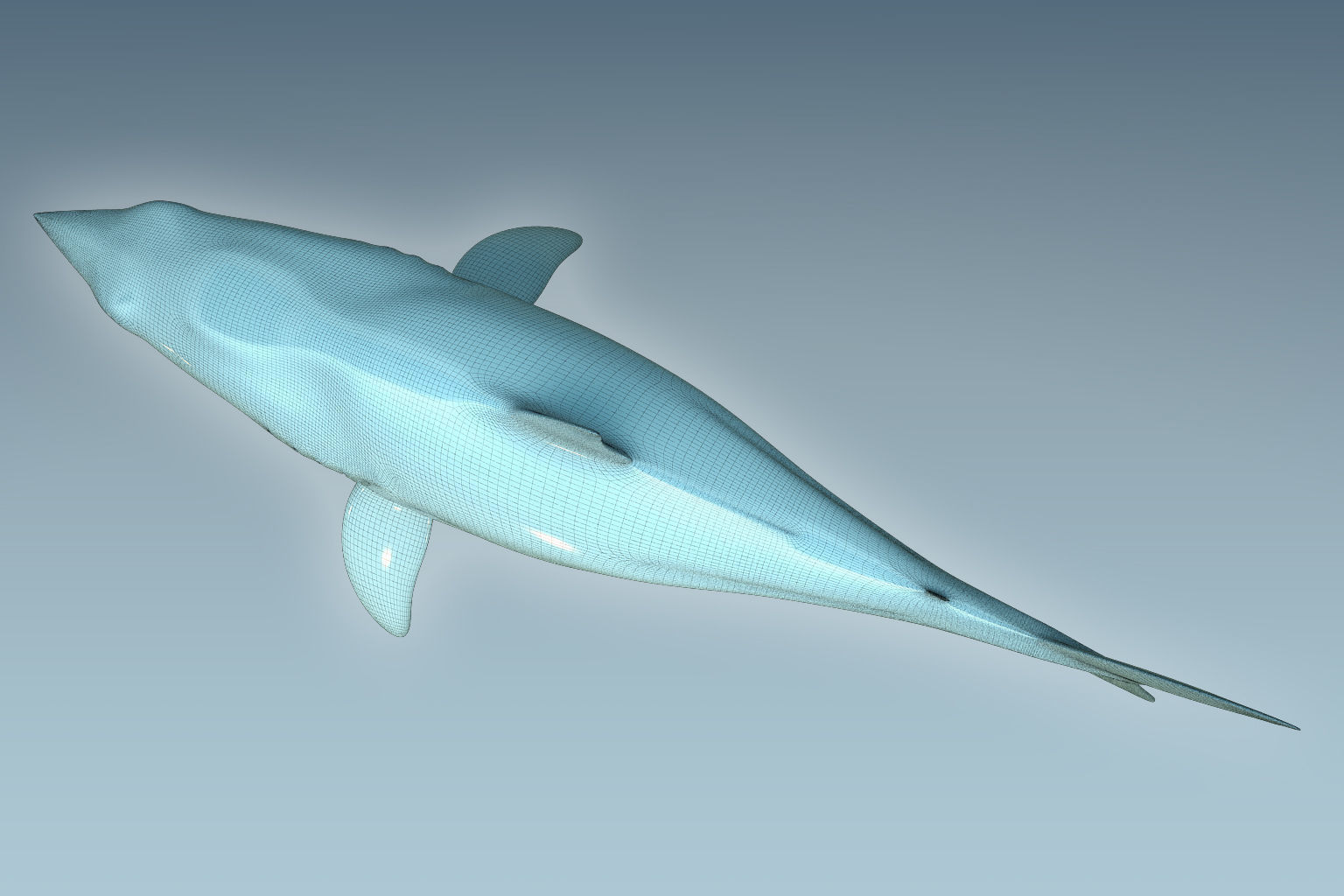 Shark dolphin 3D model_4