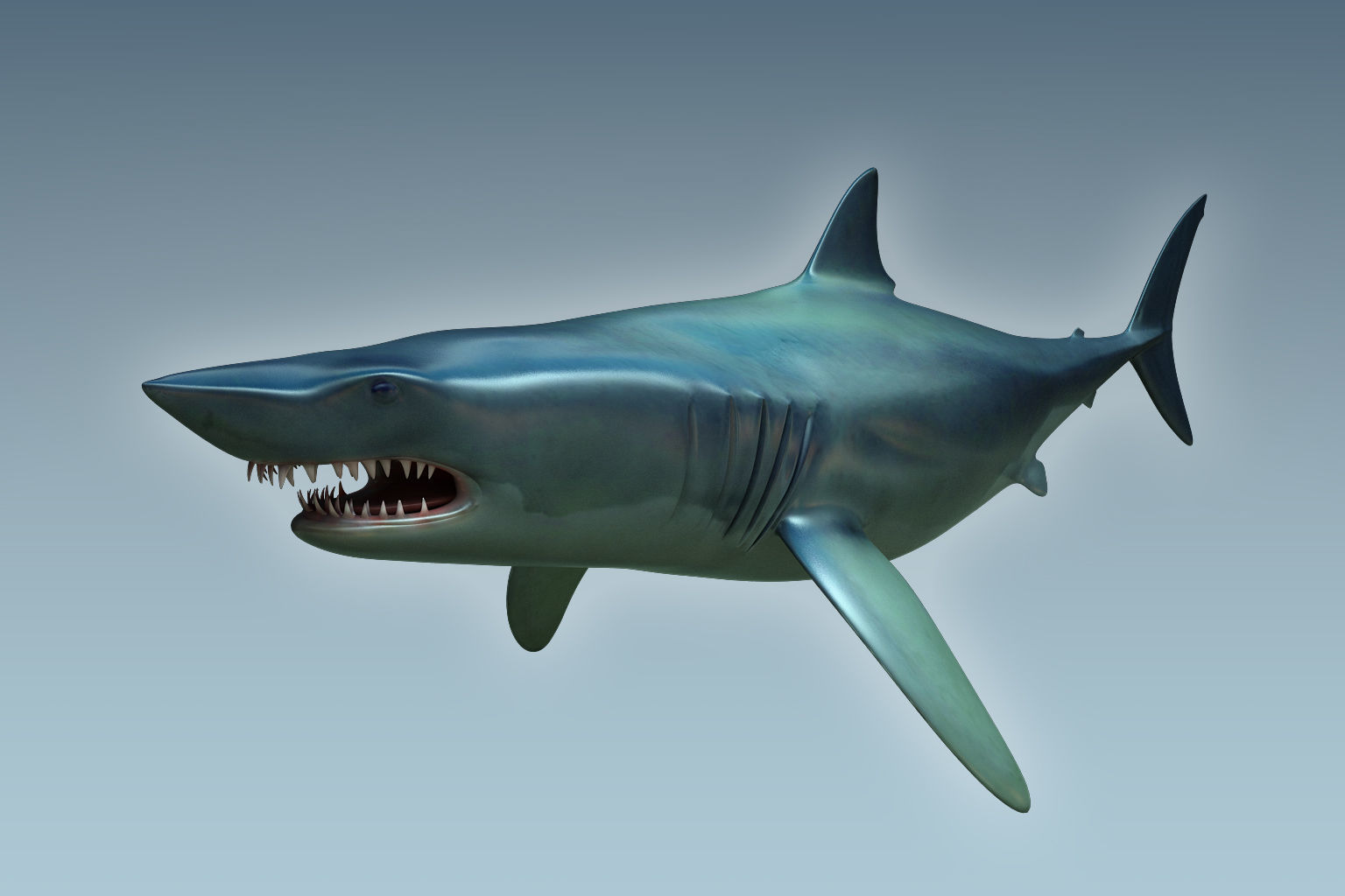 Shark dolphin 3D model_3
