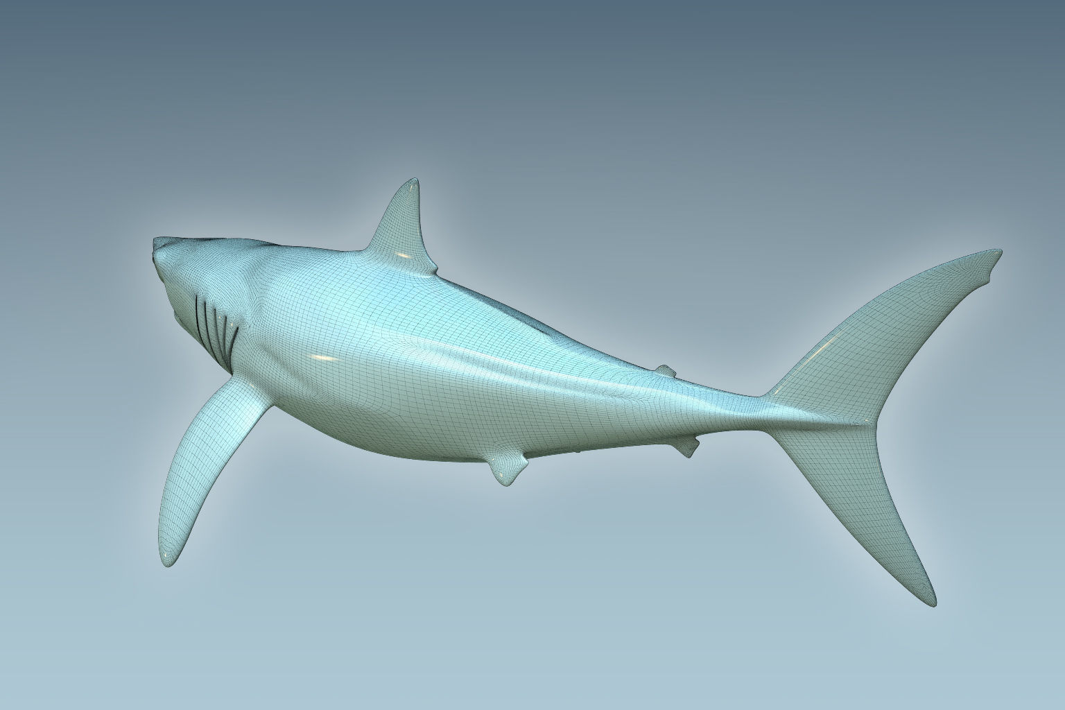 Shark dolphin 3D model_8