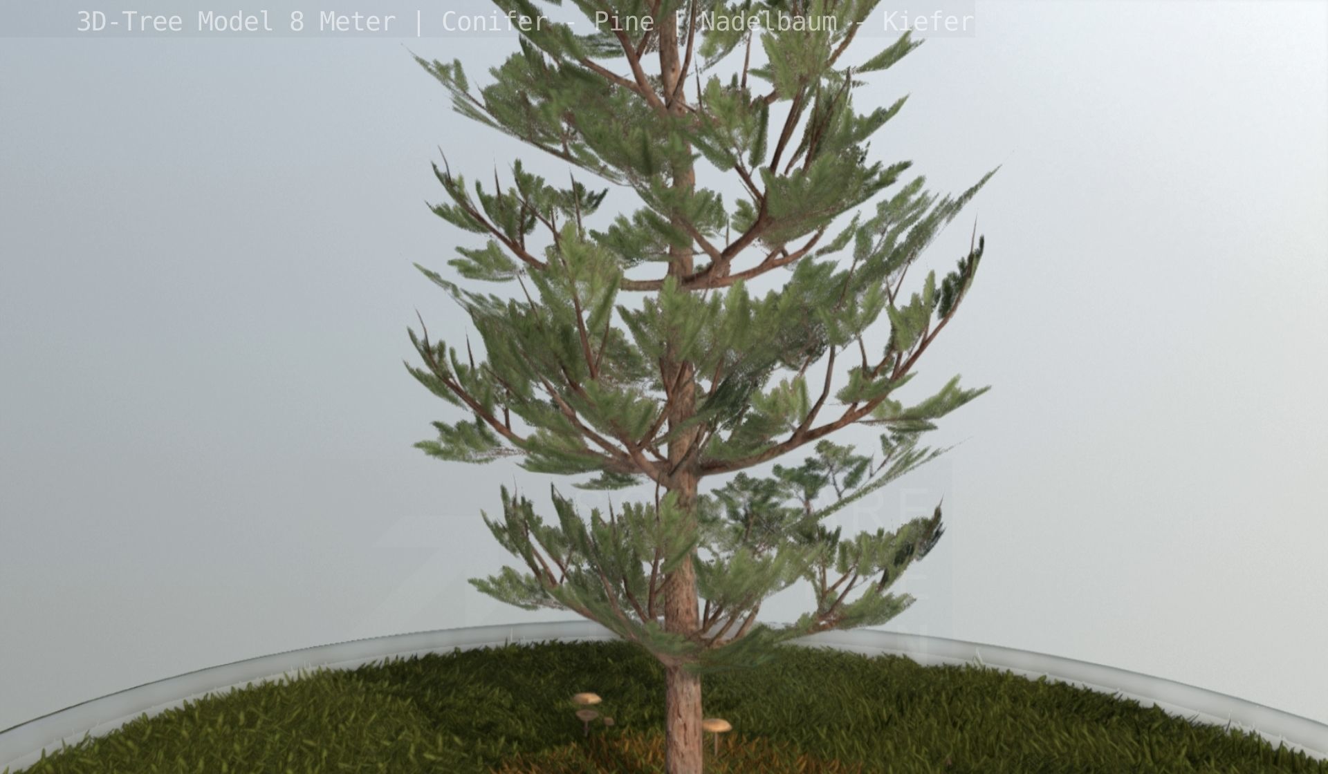 Pine Conifer - Tree 8 Meter Low-poly 3D model_97