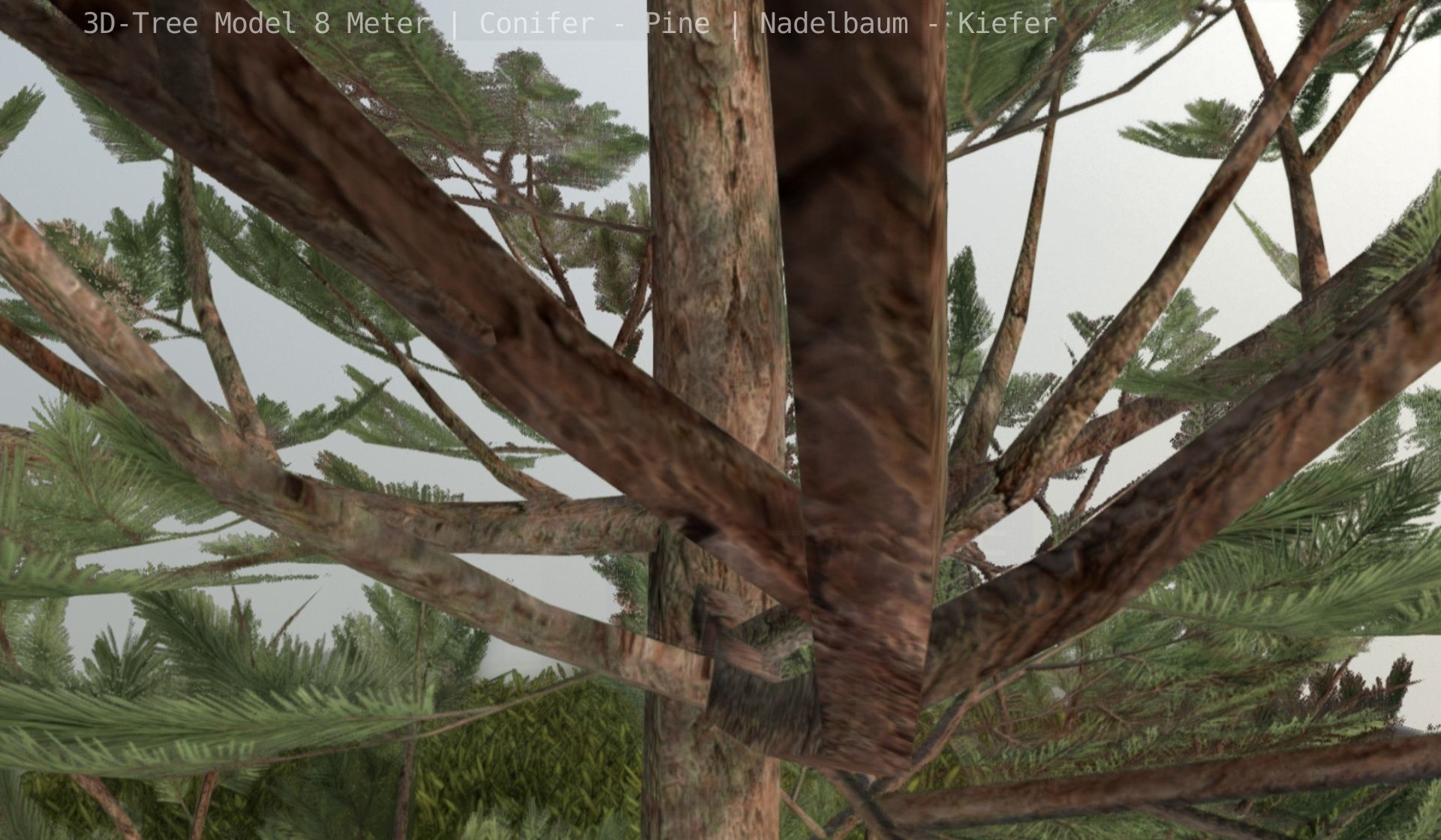 Pine Conifer - Tree 8 Meter Low-poly 3D model_39