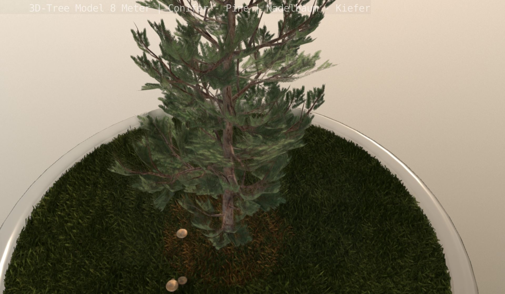 Pine Conifer - Tree 8 Meter Low-poly 3D model_87