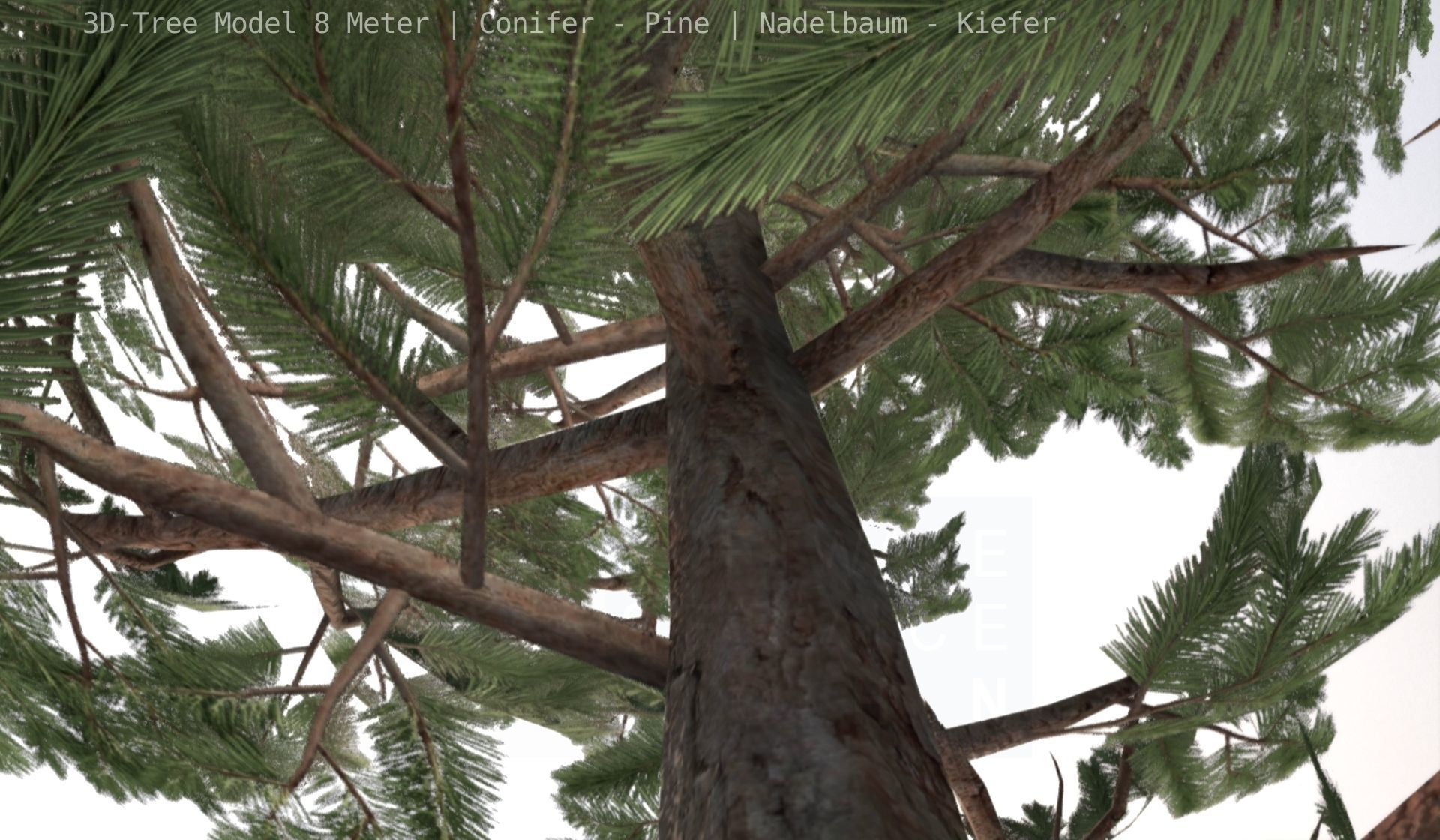Pine Conifer - Tree 8 Meter Low-poly 3D model_100