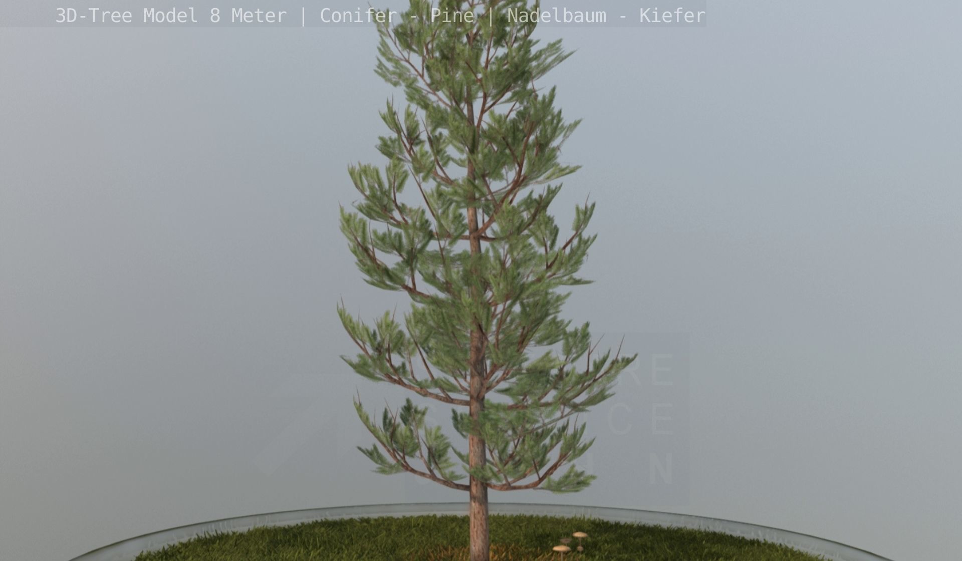 Pine Conifer - Tree 8 Meter Low-poly 3D model_128