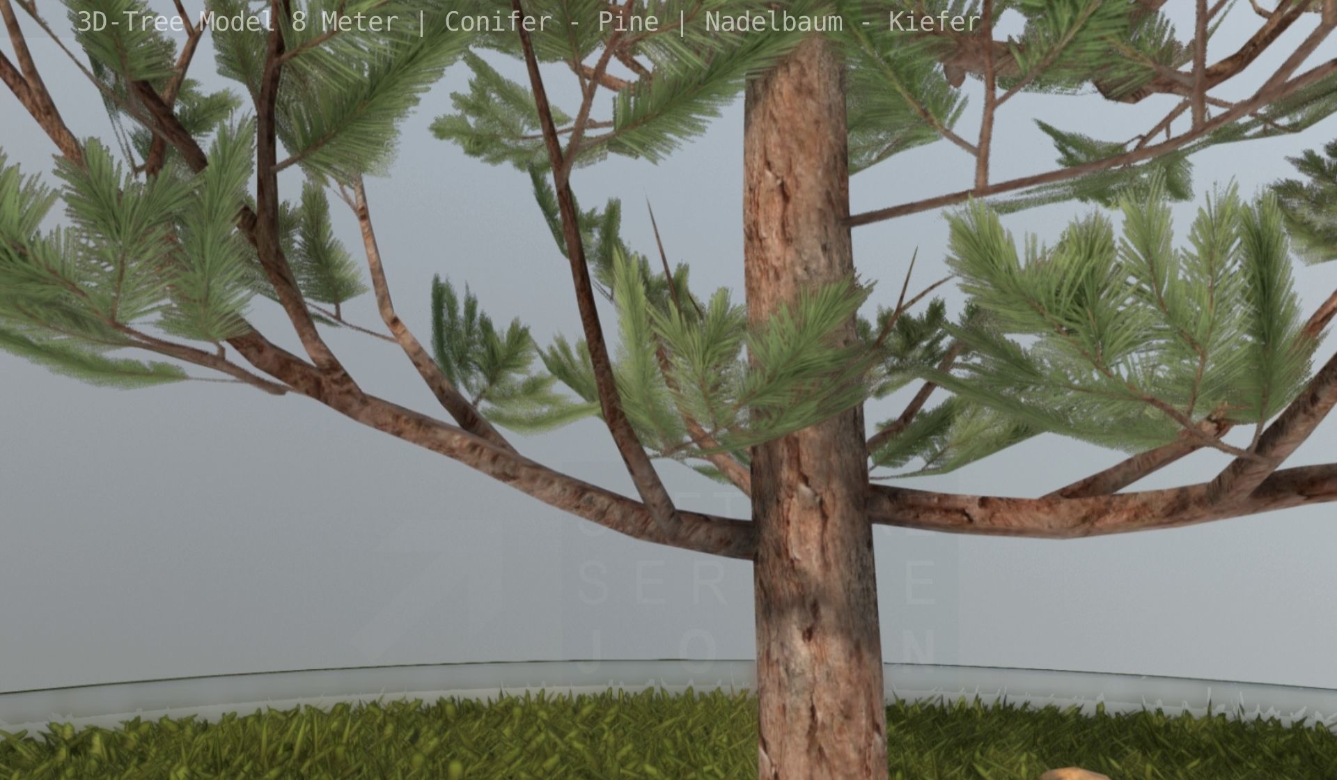 Pine Conifer - Tree 8 Meter Low-poly 3D model_9