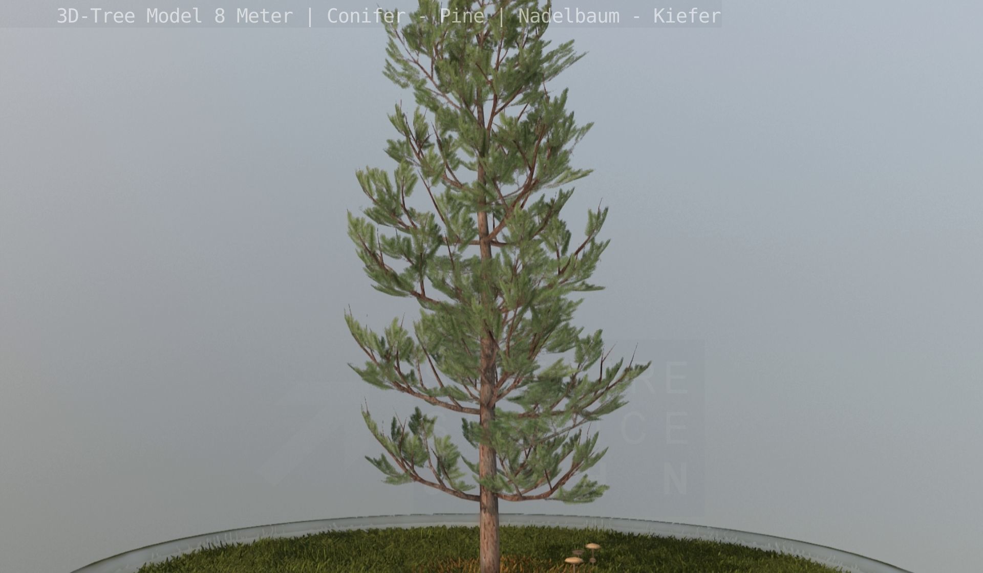 Pine Conifer - Tree 8 Meter Low-poly 3D model_125