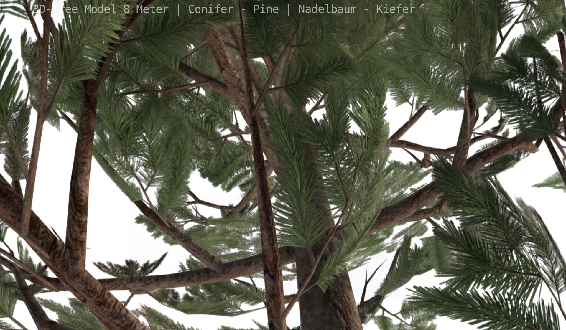 Pine Conifer - Tree 8 Meter Low-poly 3D model_82