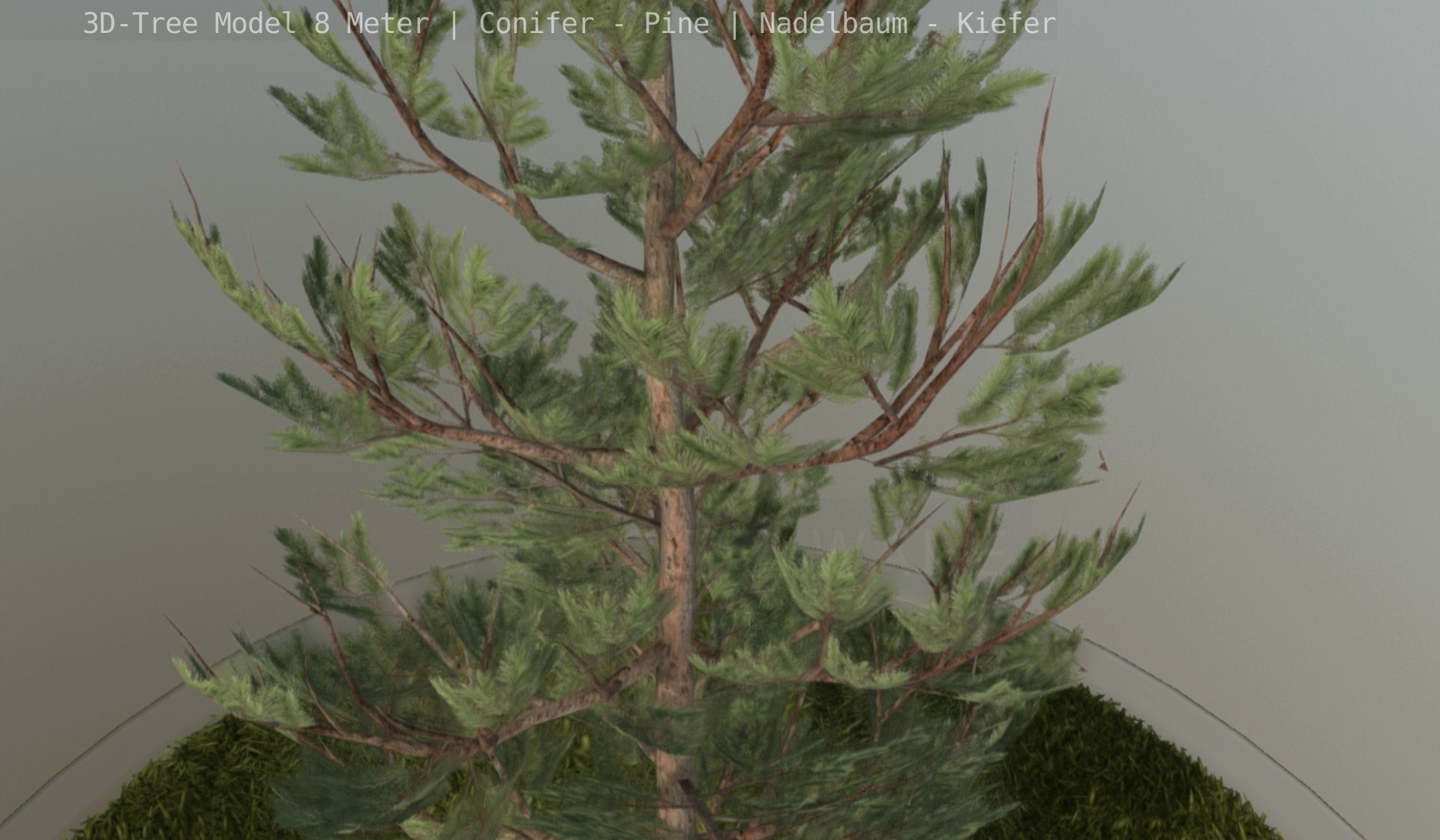 Pine Conifer - Tree 8 Meter Low-poly 3D model_113