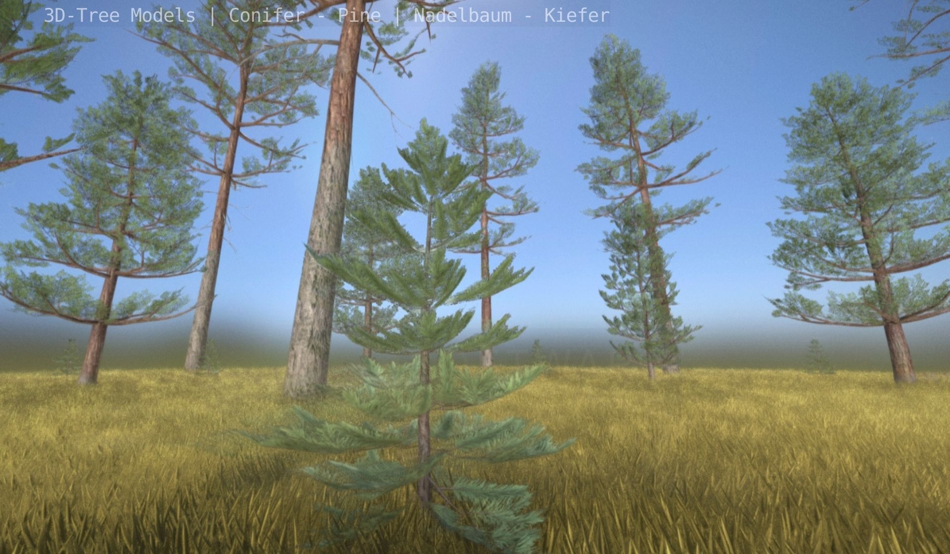 Pine Conifer - Tree 8 Meter Low-poly 3D model_5