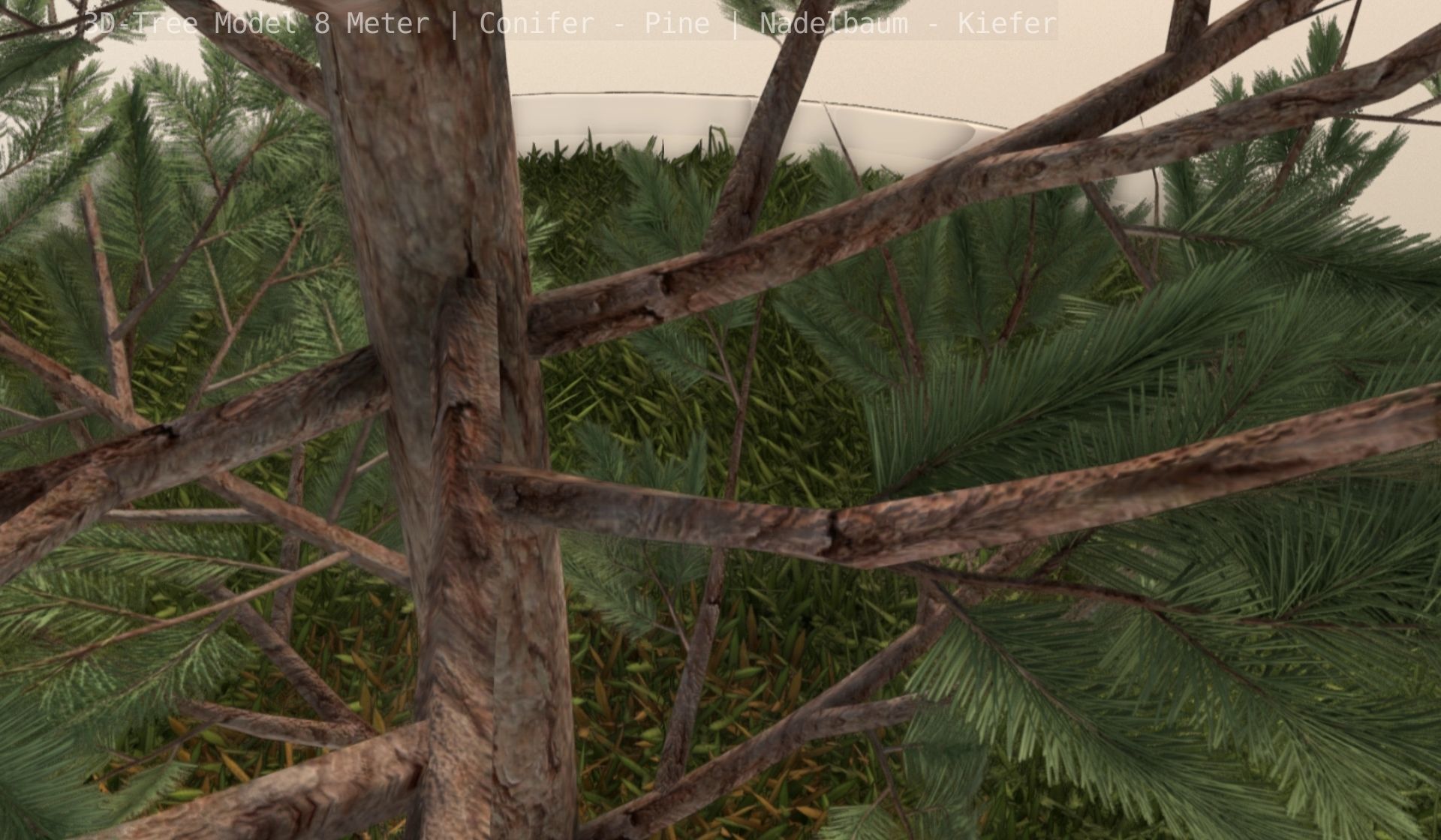 Pine Conifer - Tree 8 Meter Low-poly 3D model_109