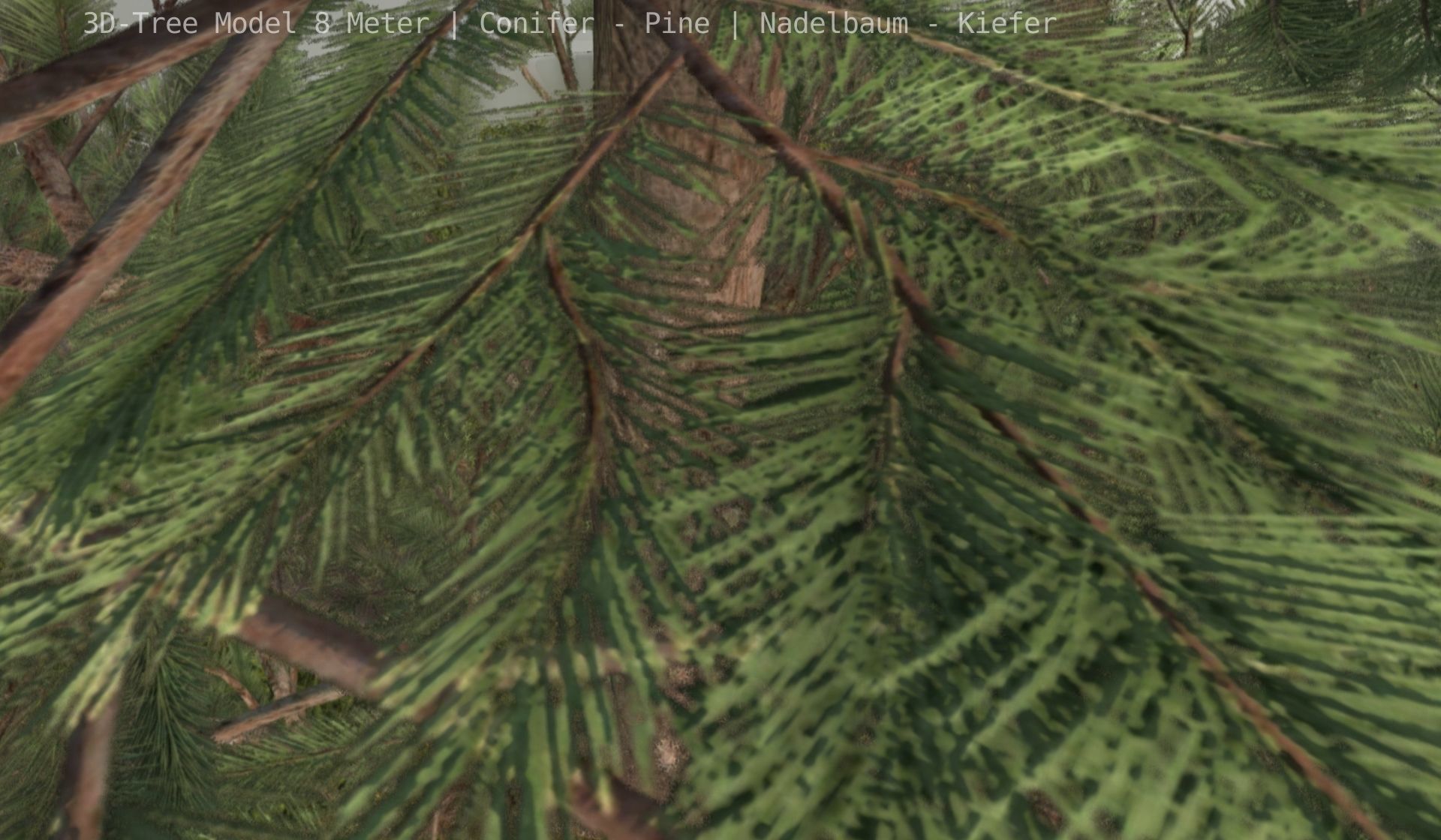 Pine Conifer - Tree 8 Meter Low-poly 3D model_60