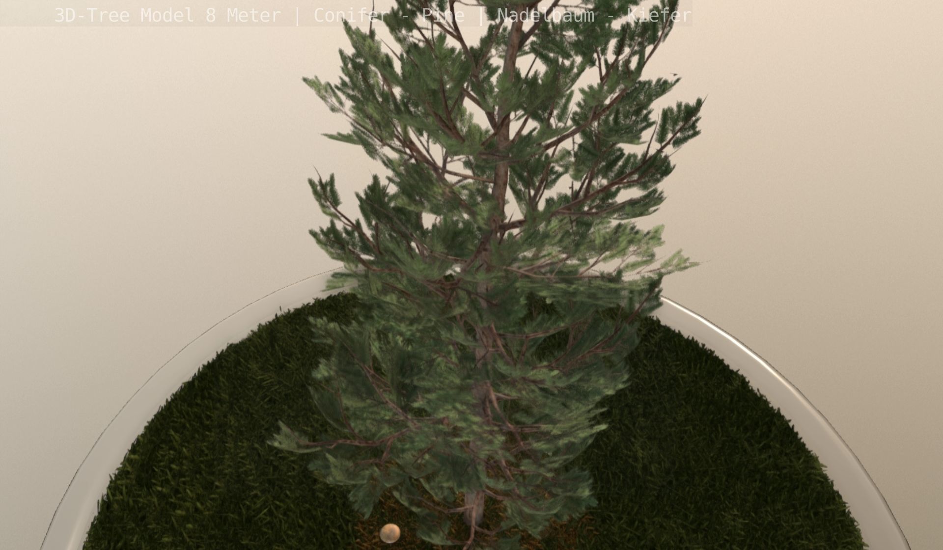 Pine Conifer - Tree 8 Meter Low-poly 3D model_88