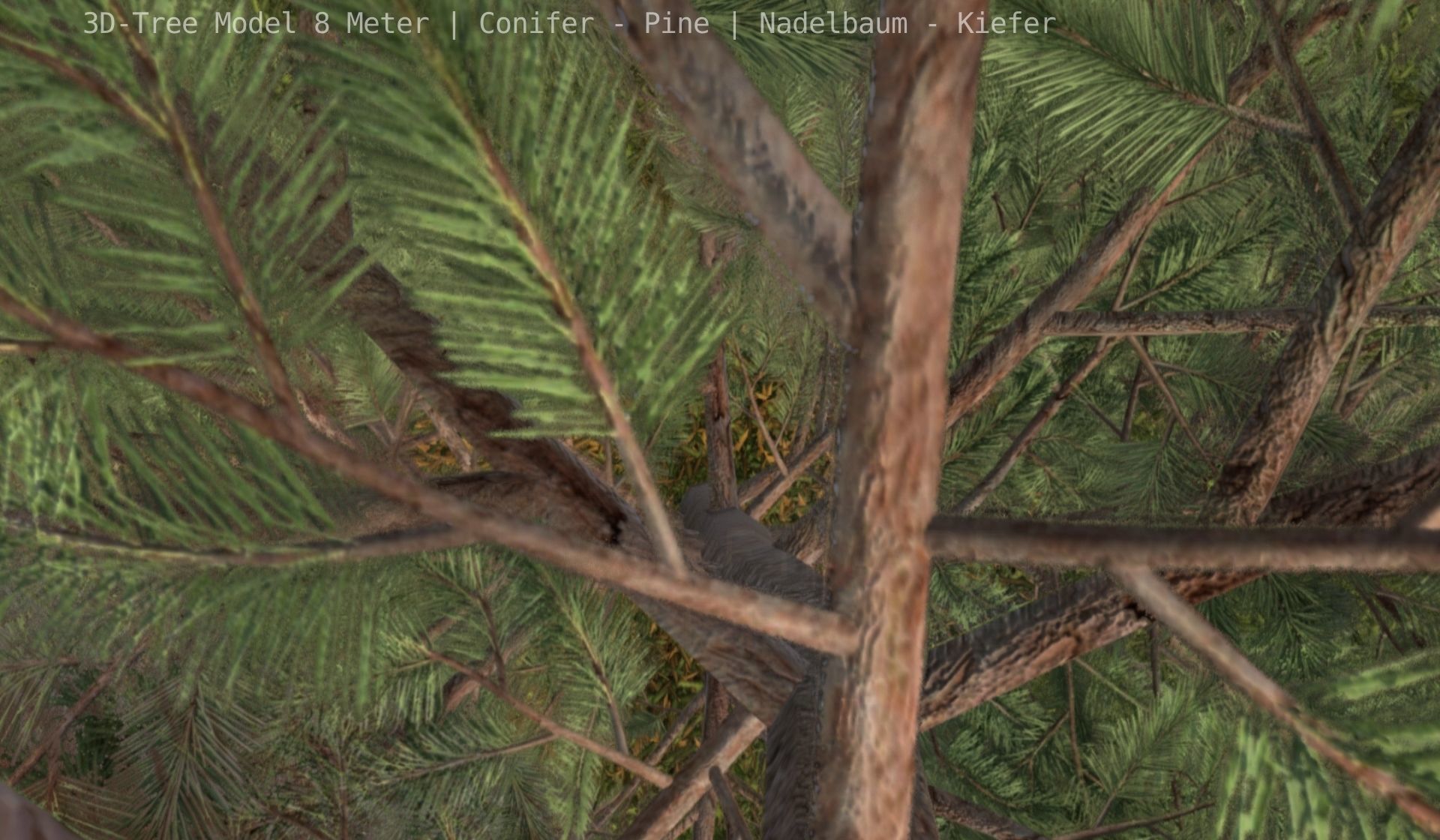 Pine Conifer - Tree 8 Meter Low-poly 3D model_14