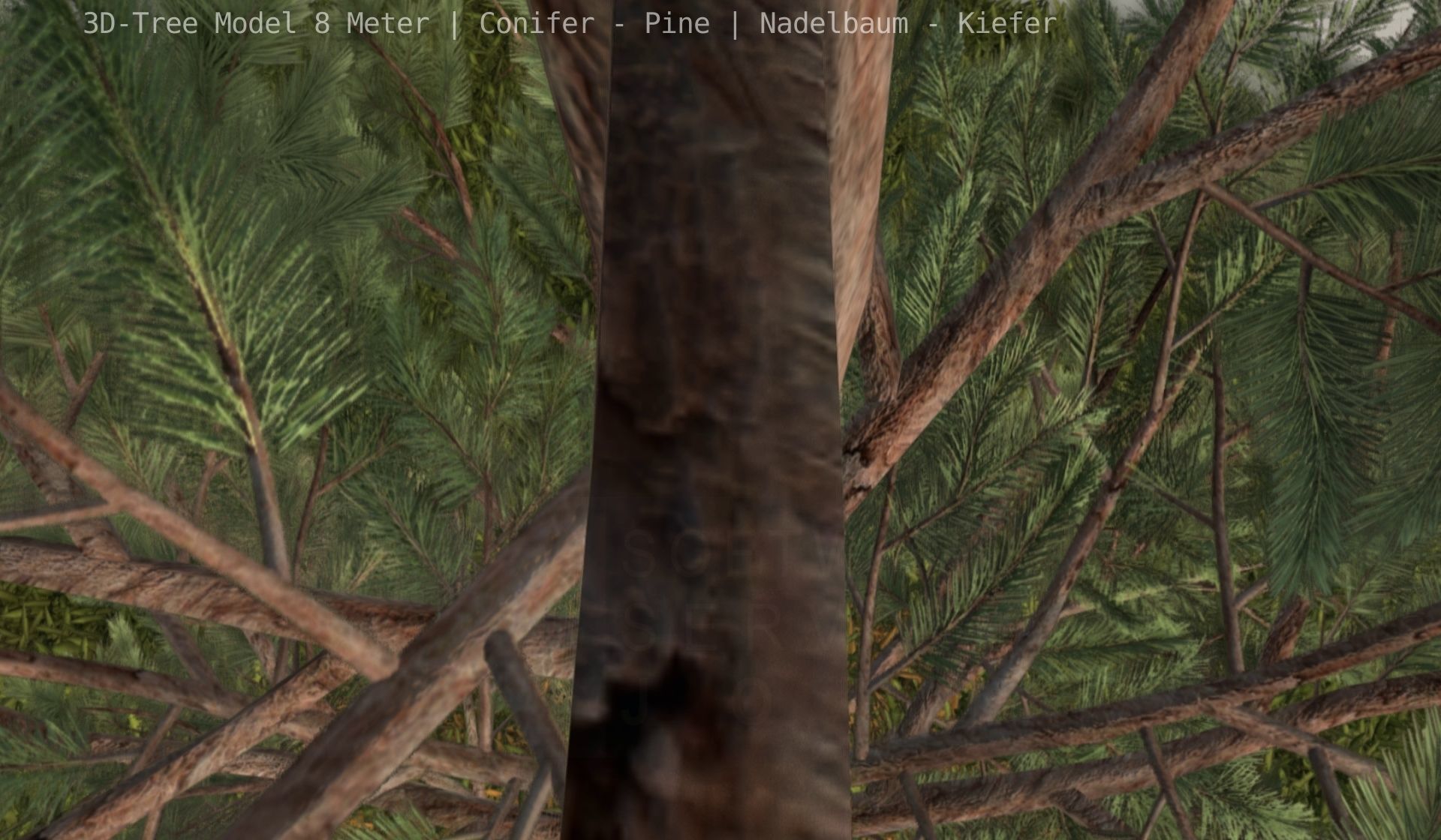 Pine Conifer - Tree 8 Meter Low-poly 3D model_43