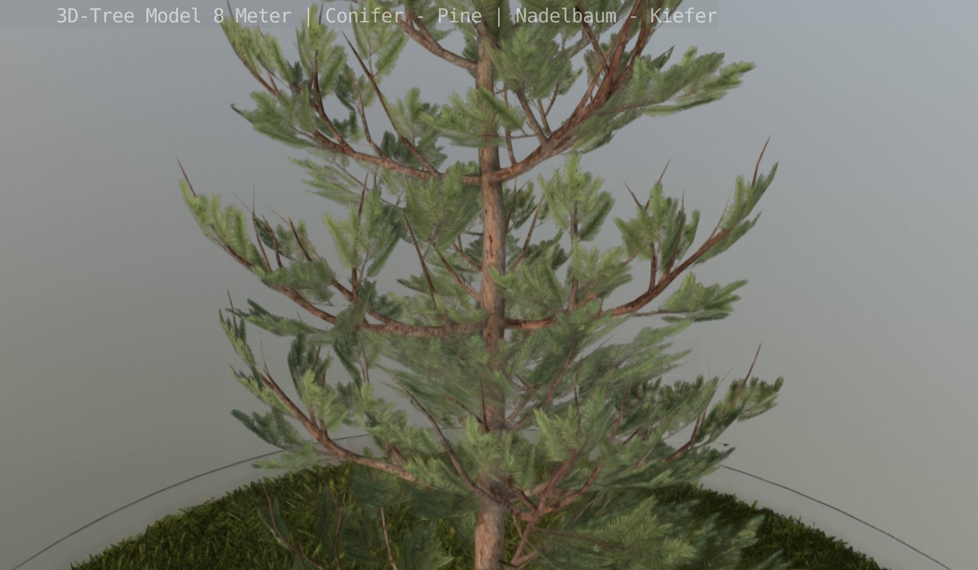 Pine Conifer - Tree 8 Meter Low-poly 3D model_11