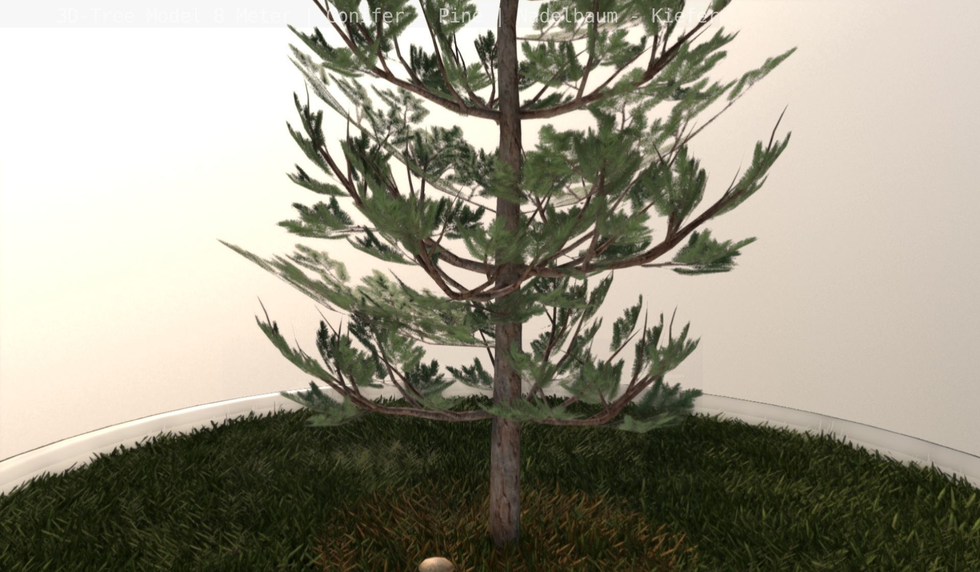Pine Conifer - Tree 8 Meter Low-poly 3D model_33