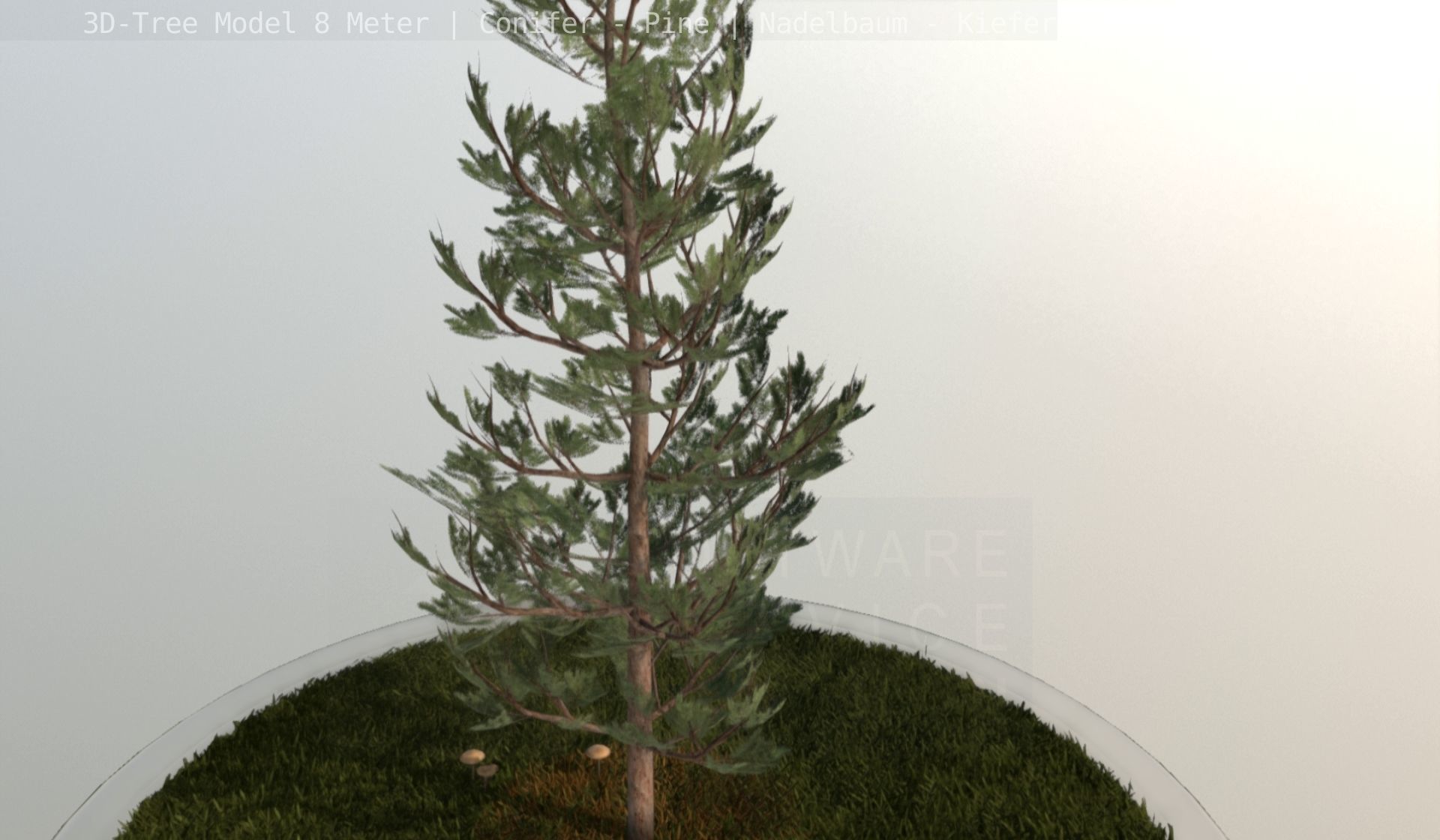 Pine Conifer - Tree 8 Meter Low-poly 3D model_107